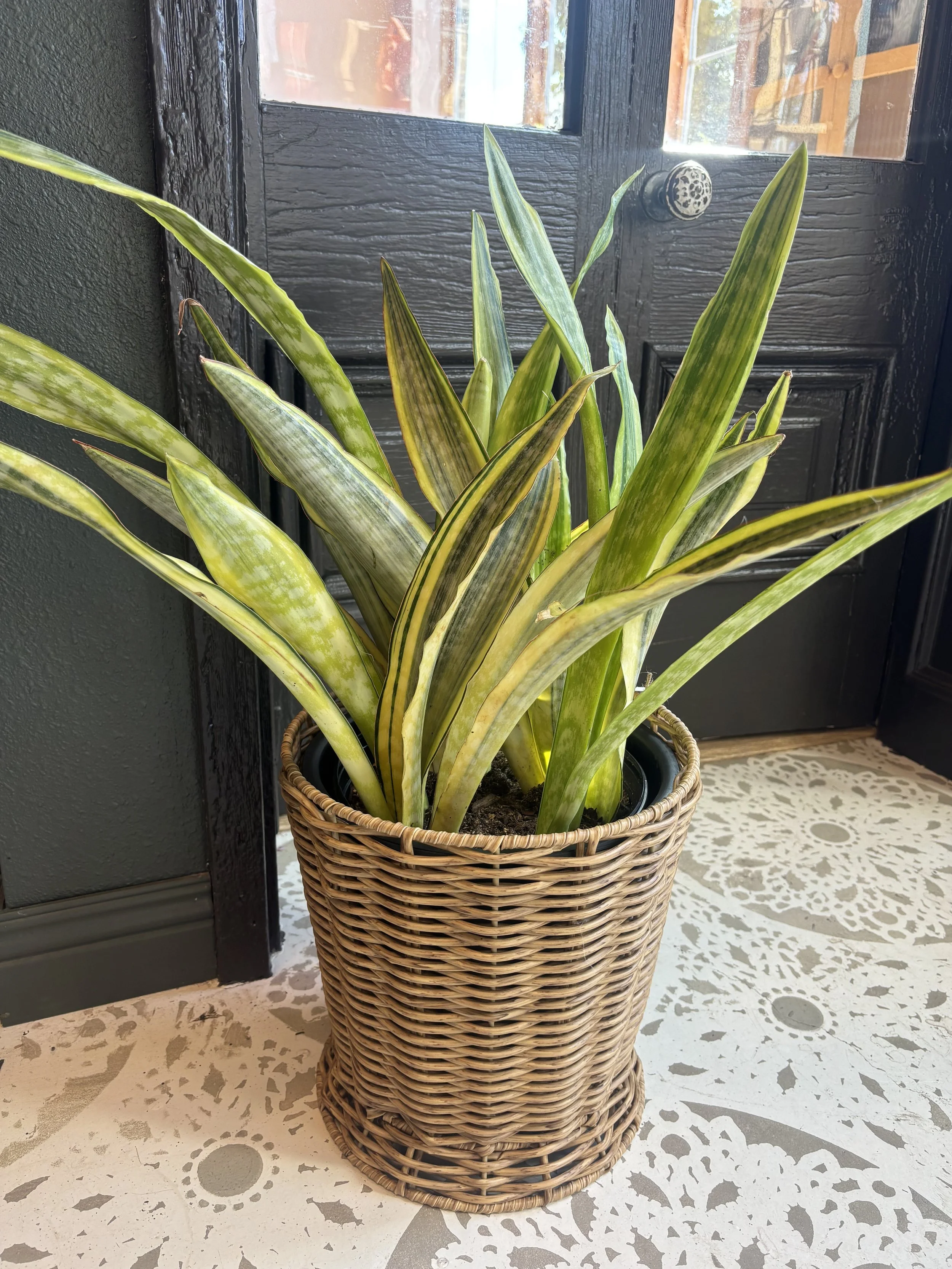 Large Snake Plant in Wicker Pot