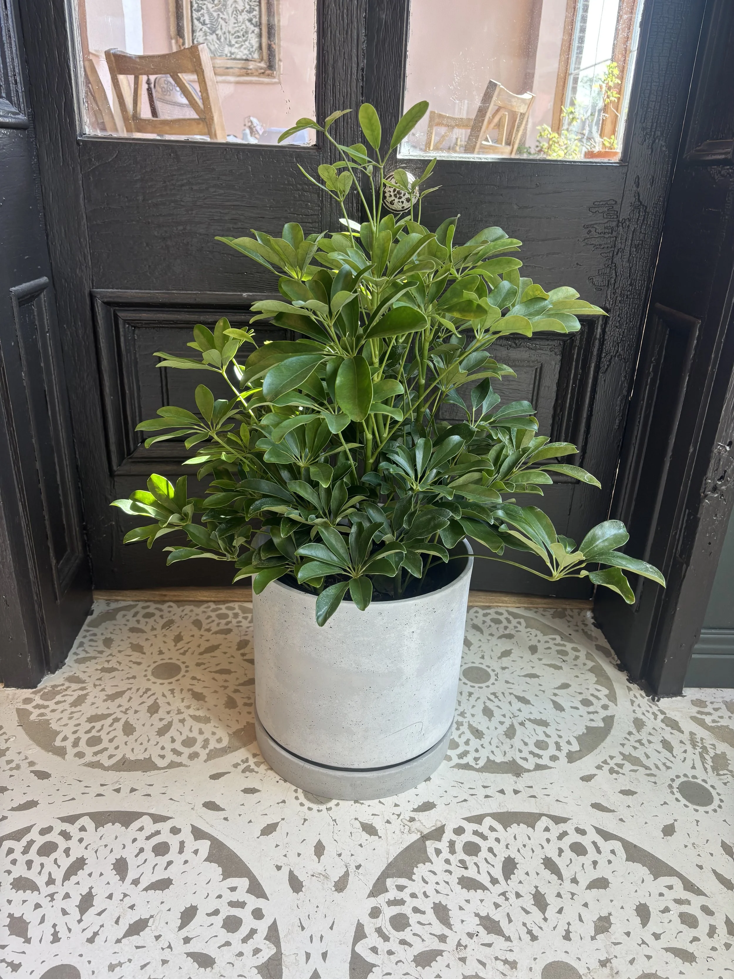 Large Umbrella Plant in Stoneware Pot