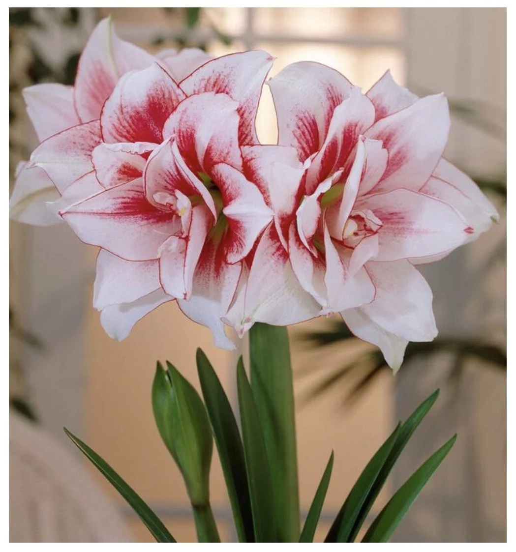 Specialty Amaryllis Bulb