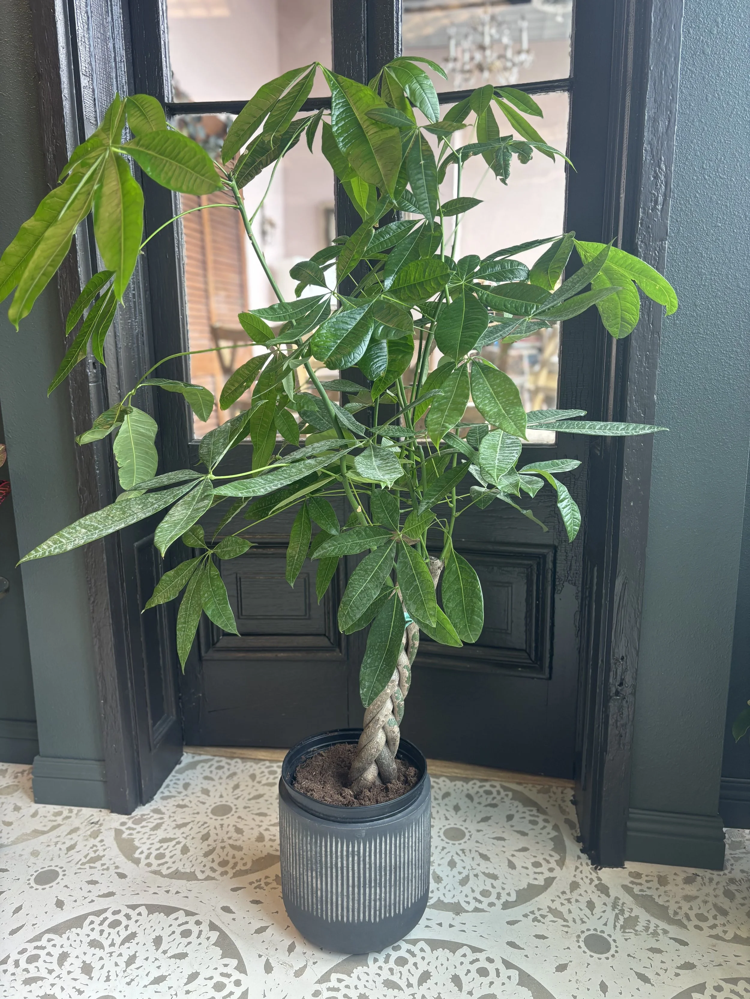 money tree large .jpg