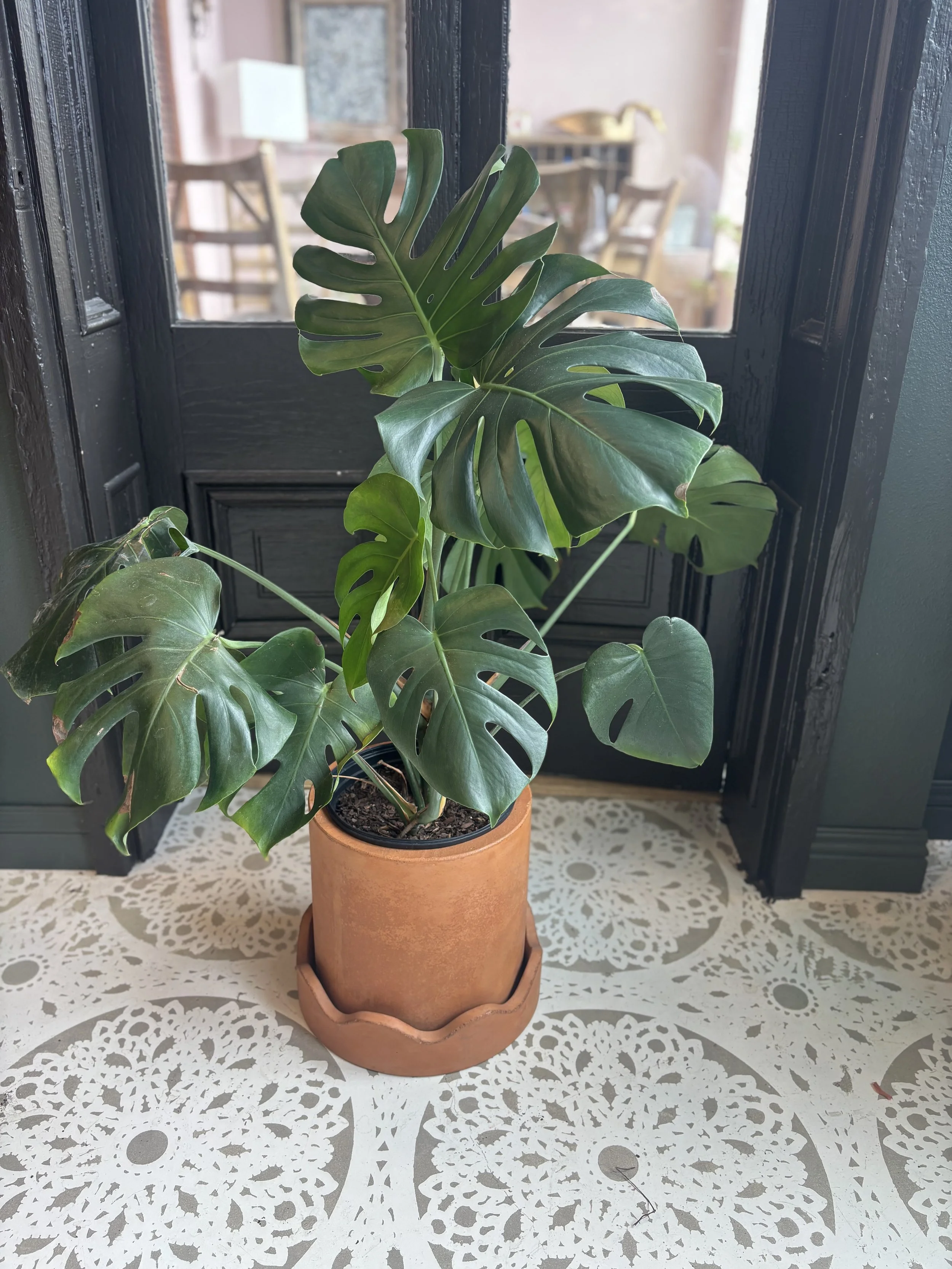 monstera terracotta pot.jpg