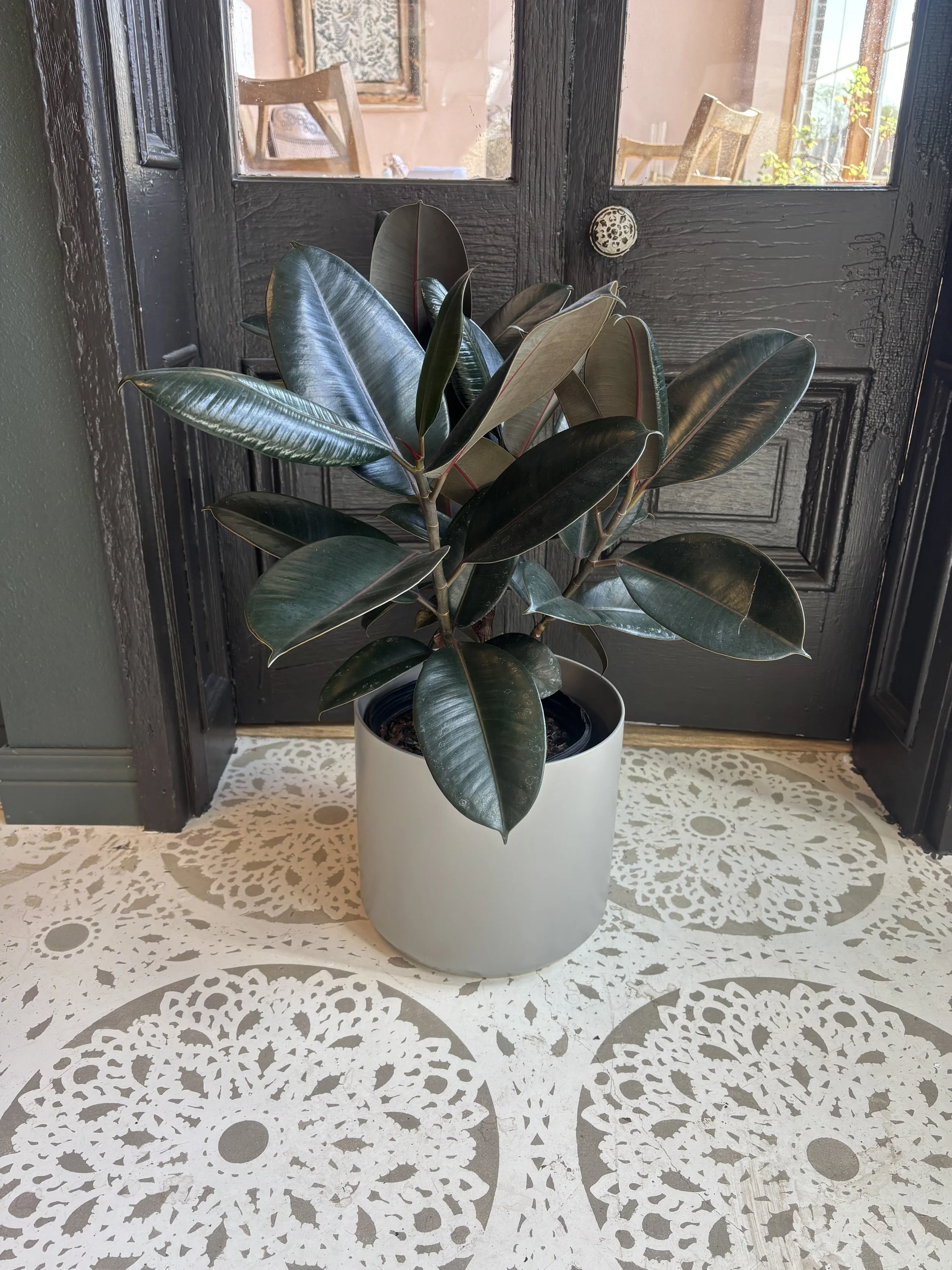 Large Rubber Plant in Modern Pot