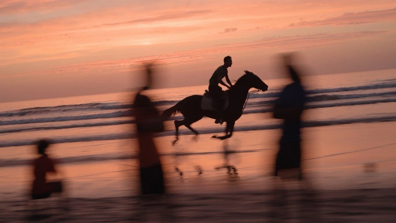   STALLIONS  (in production) 