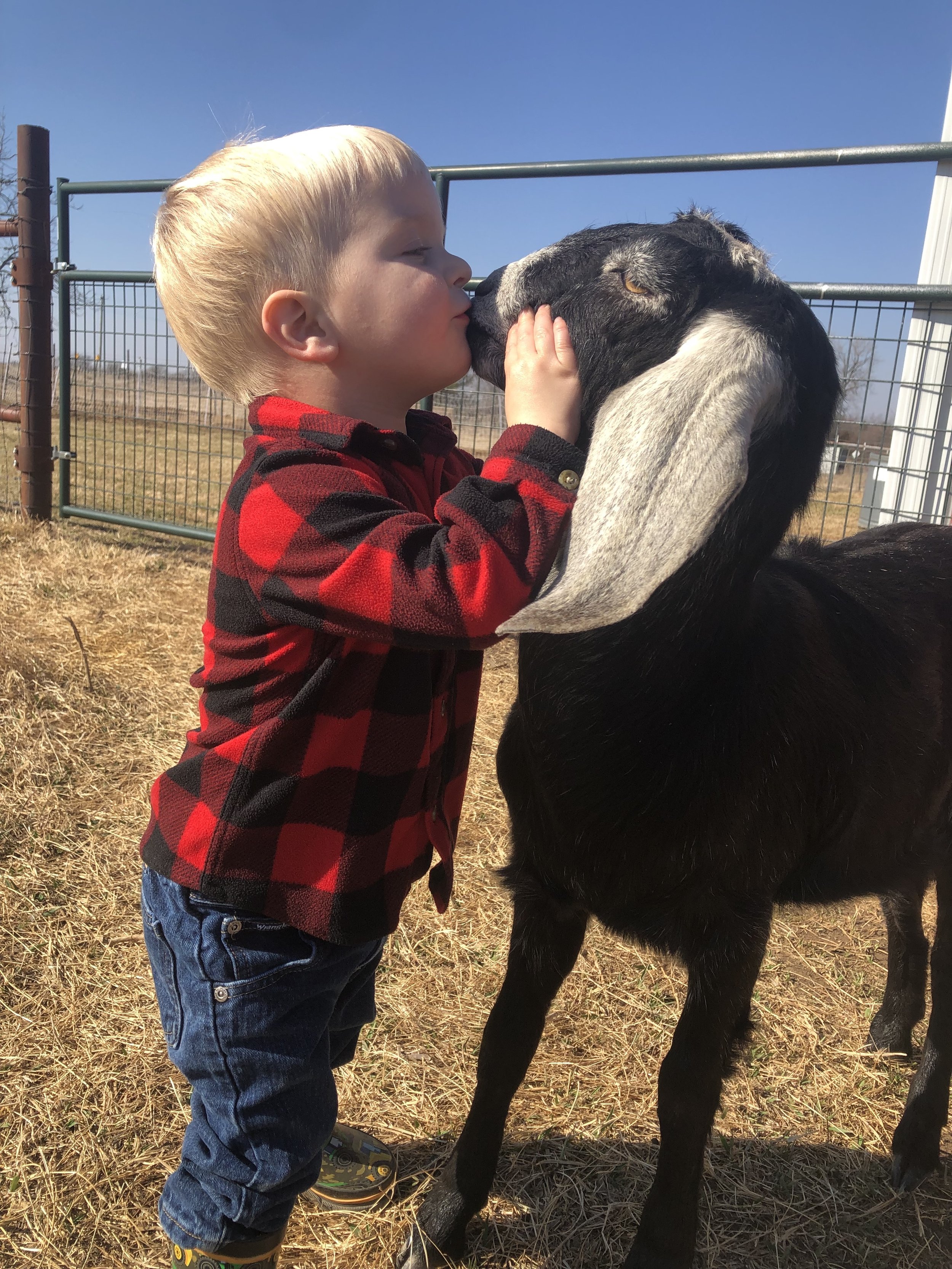 Josiah kissing goat.jpg