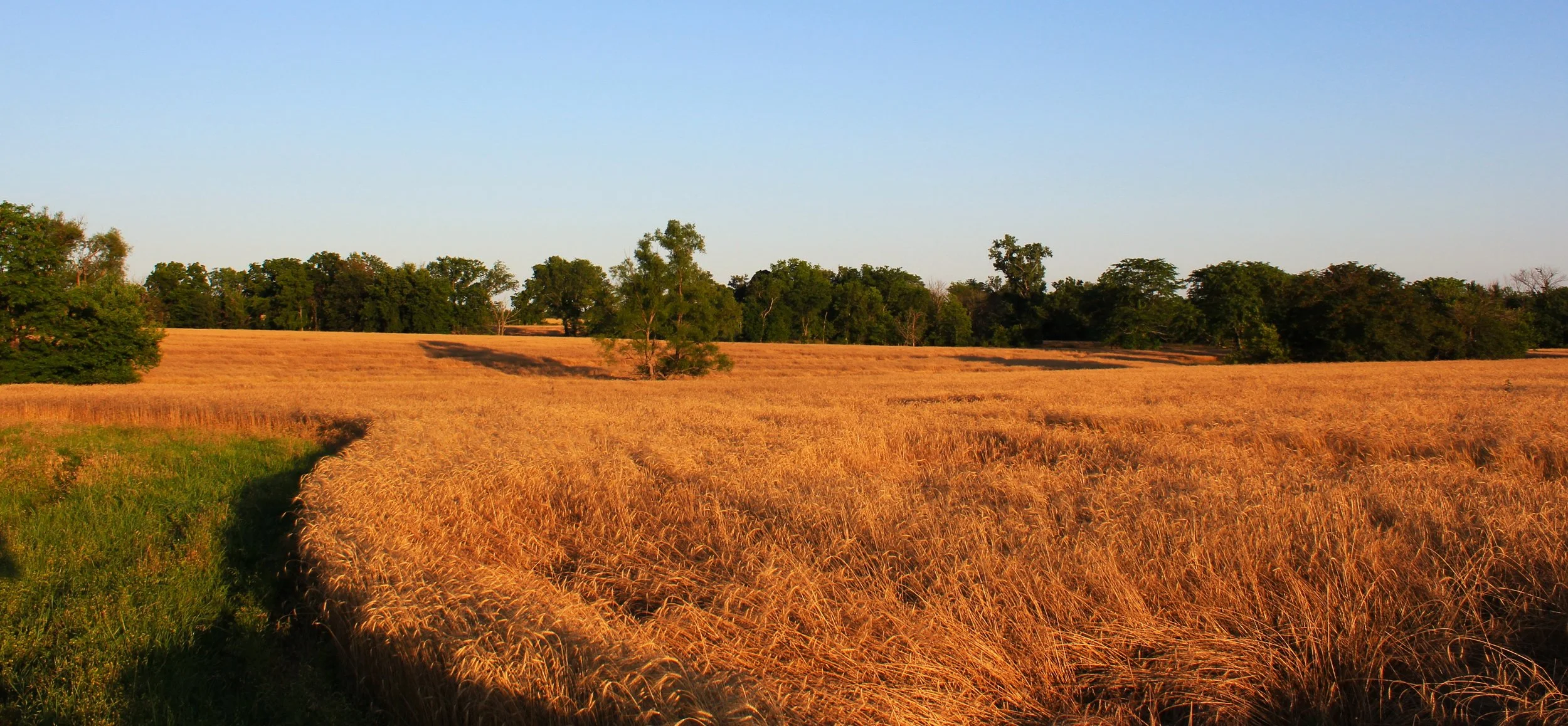 Working with NRCS: A “Whole Team” Approach Under EQIP’s Organic Management Standard