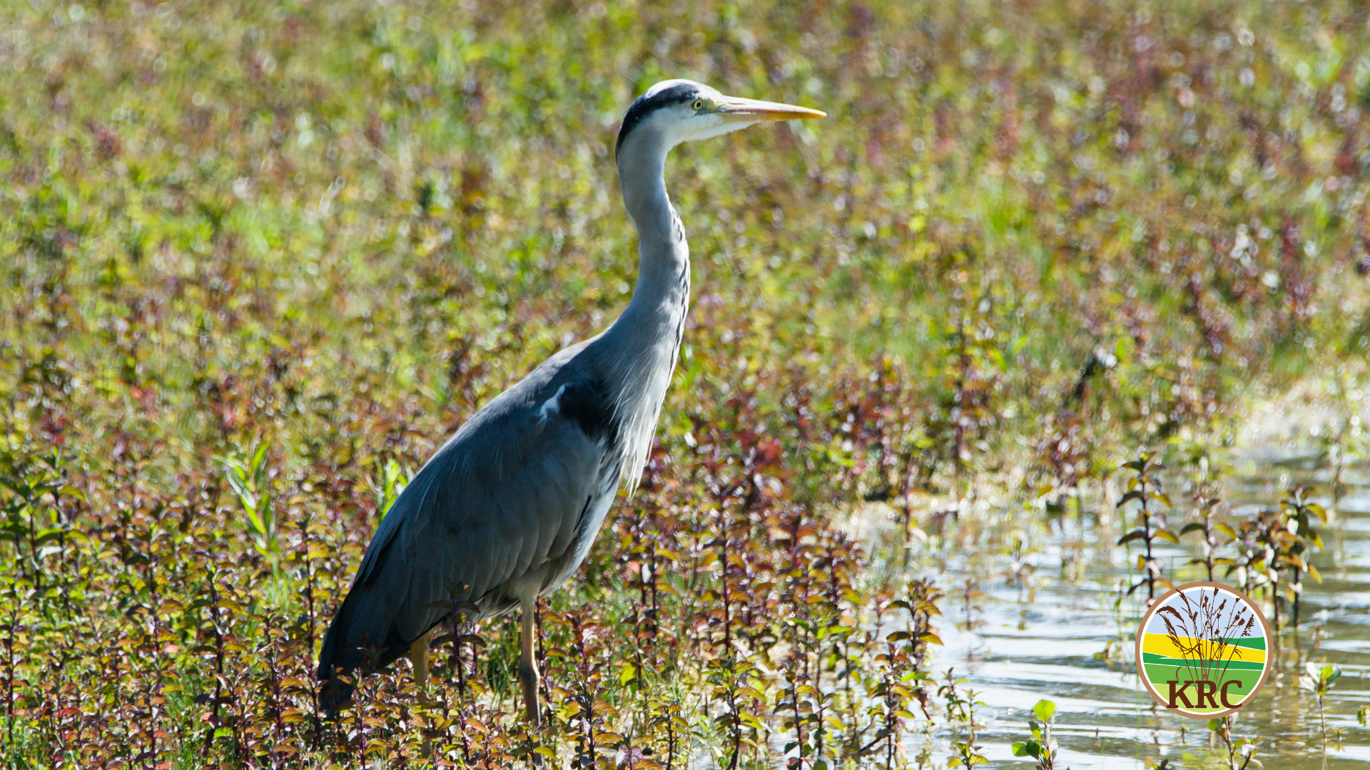 Reflections on the Battle of Reflections on the Battle of New Boston Crossing