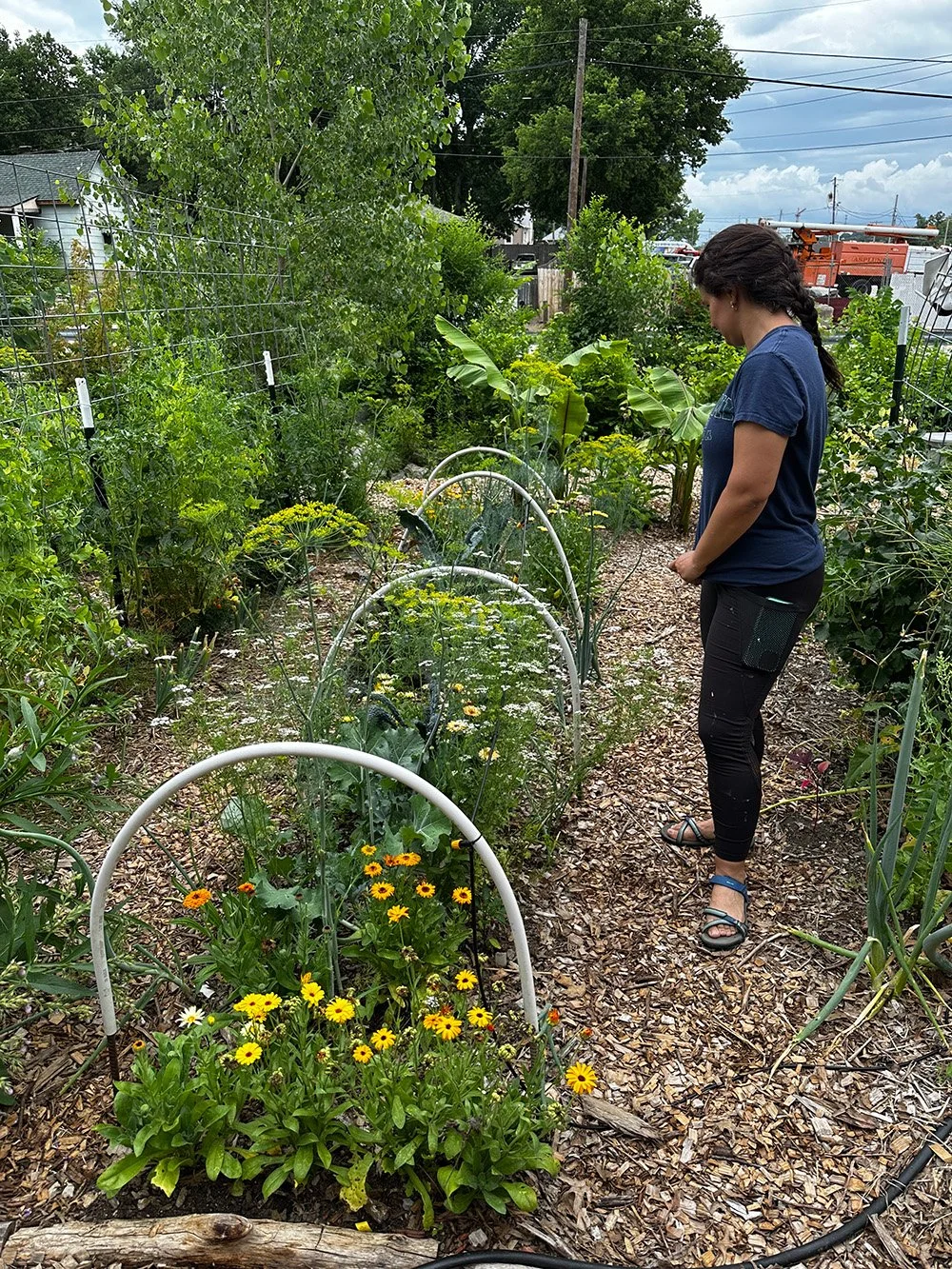 sandra garden.jpg