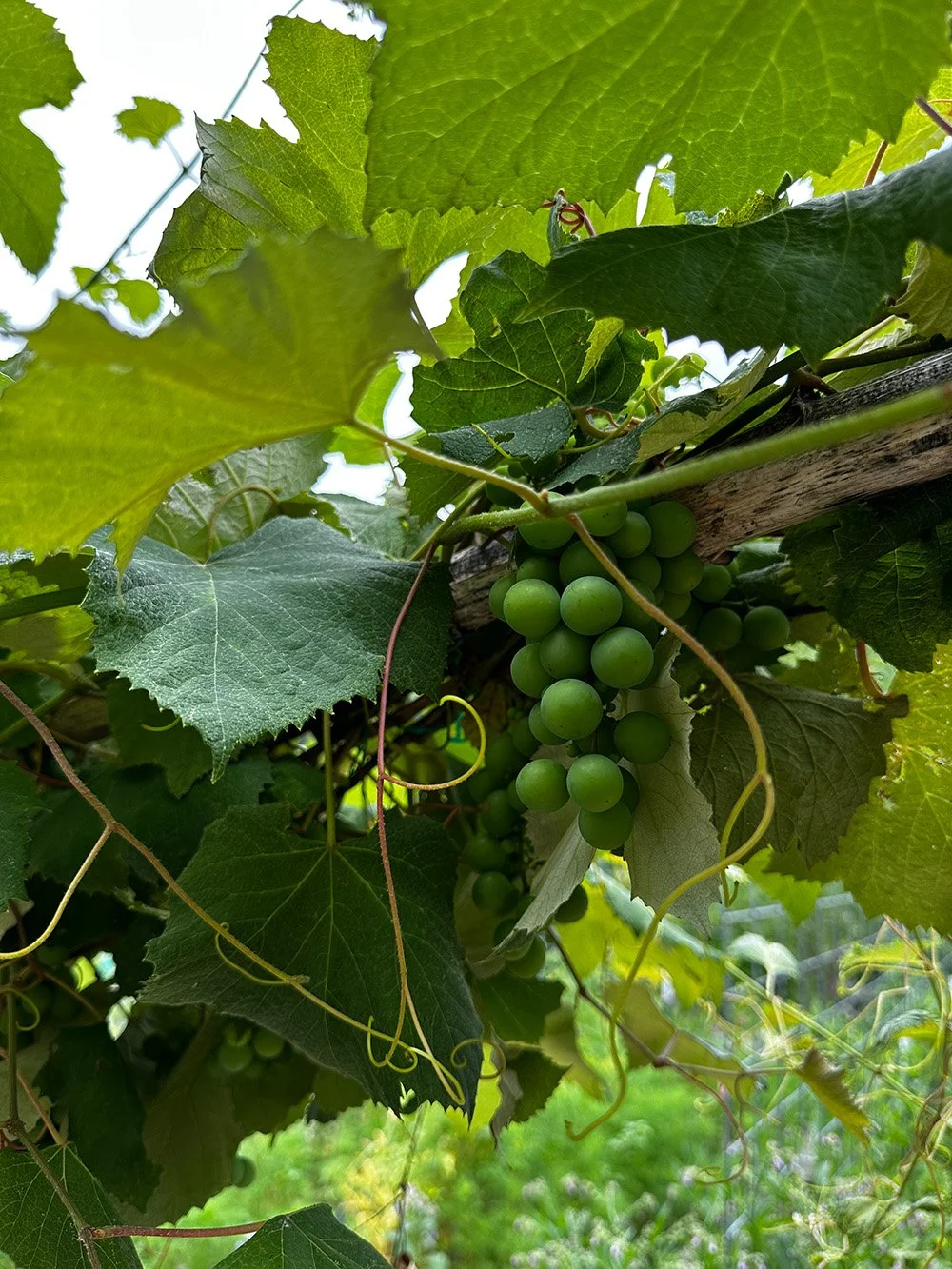 grapes.jpg