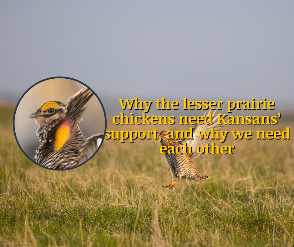 Why the lesser prairie chickens need Kansans’ support, and why we need each other