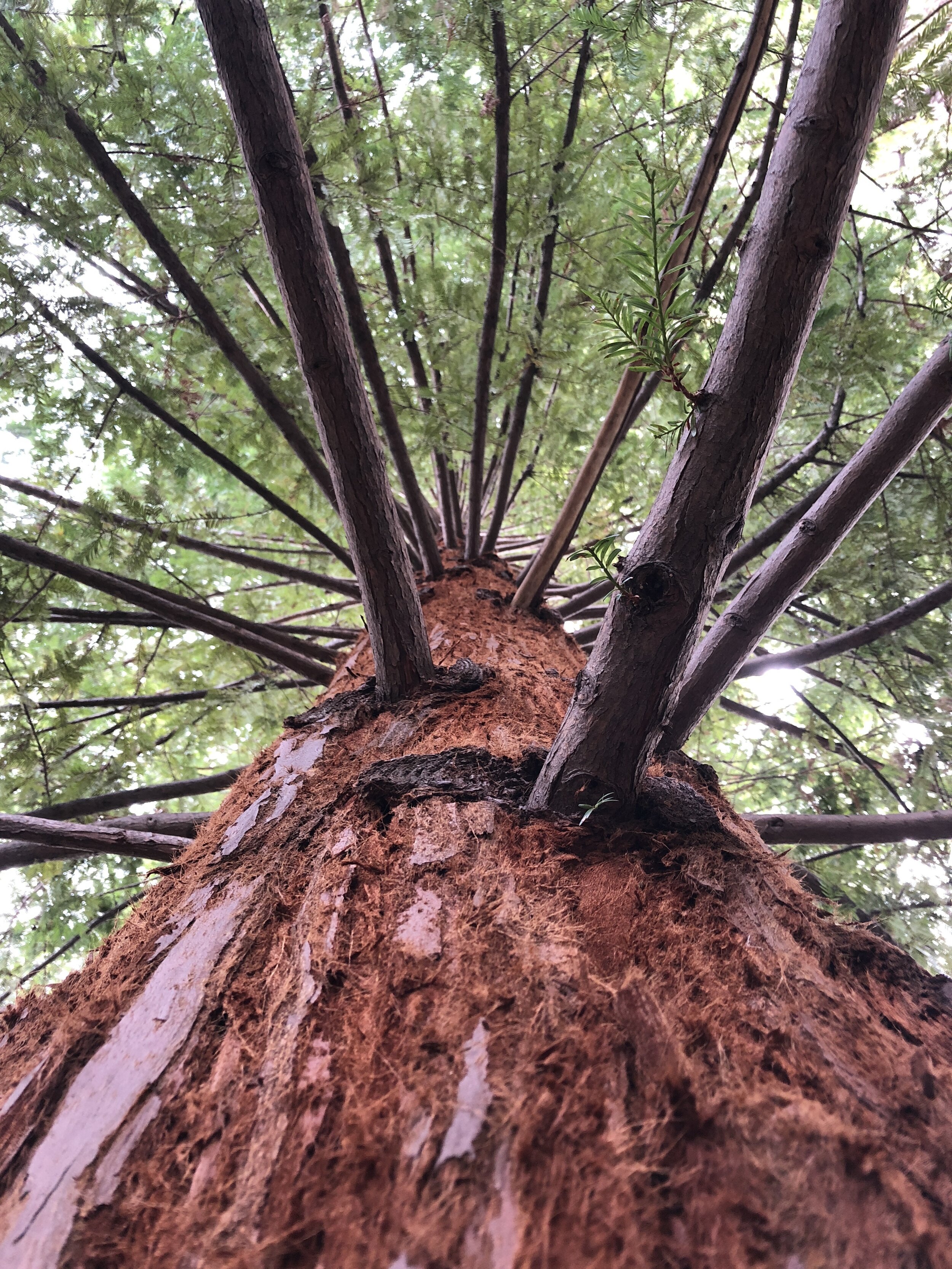 Walk in the trees!