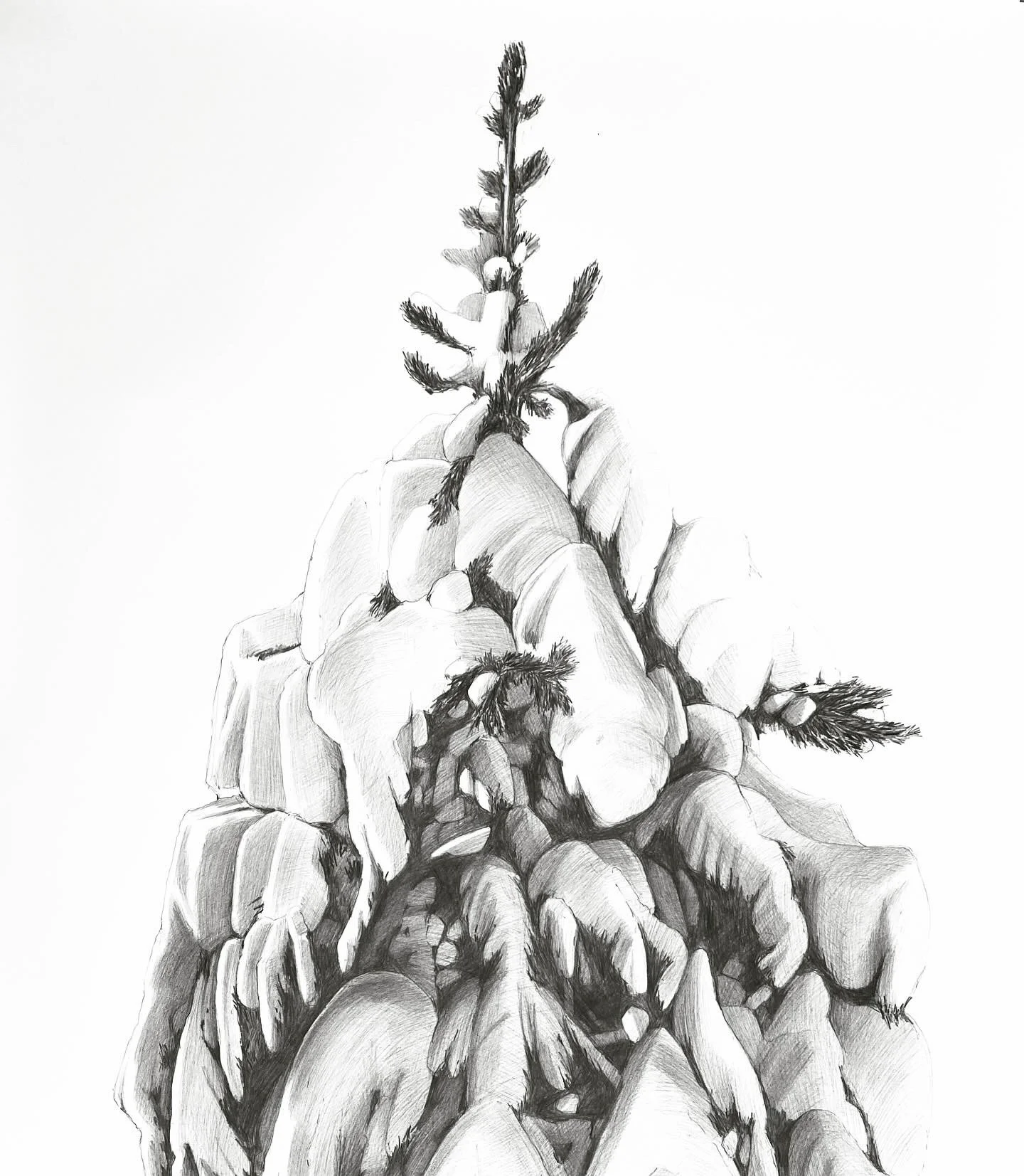Big Winter Pine, 30x40, kohinoor black pencil on bristol, 2023