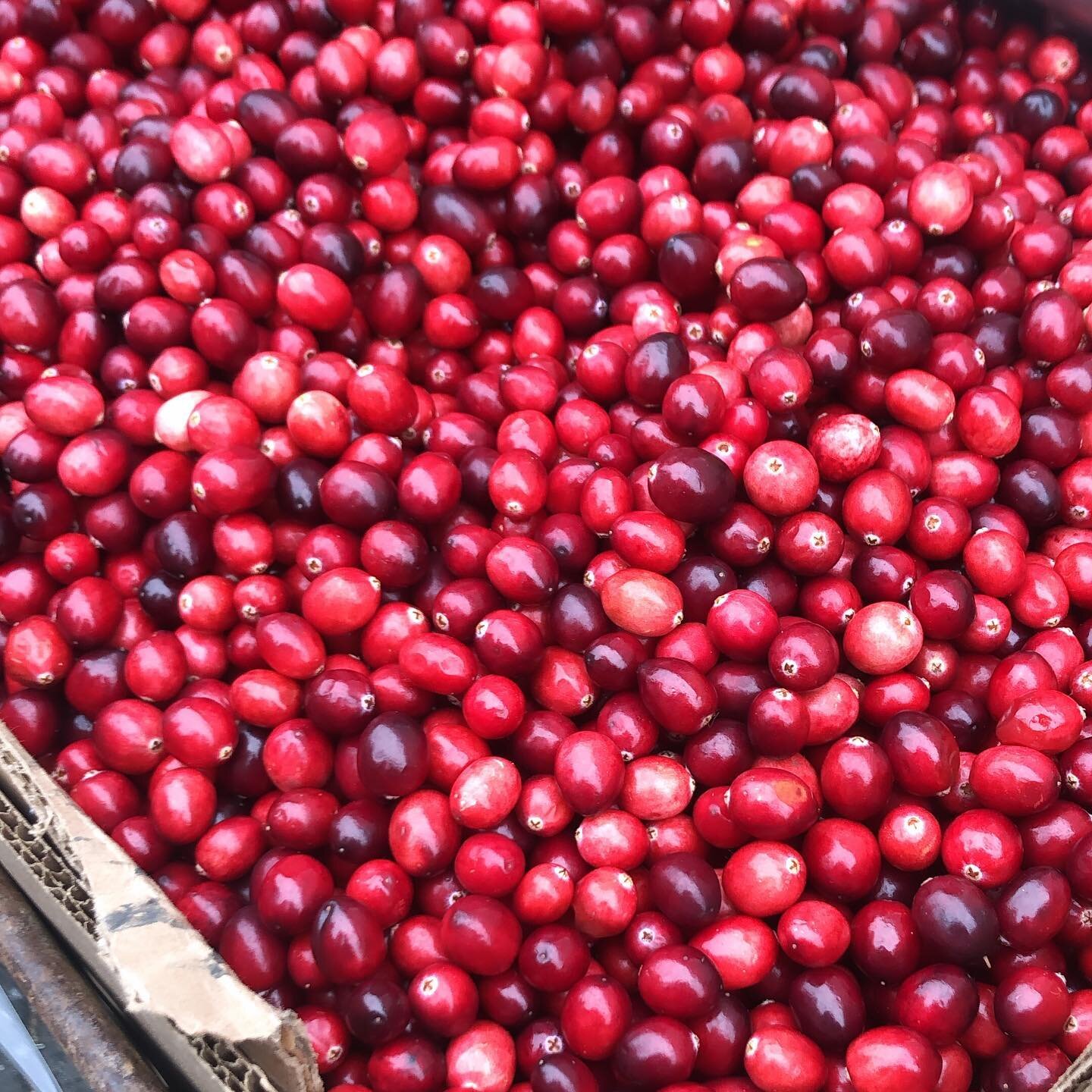 Tis the season #cranberry #cranberrysauce #cranberrybog #nature