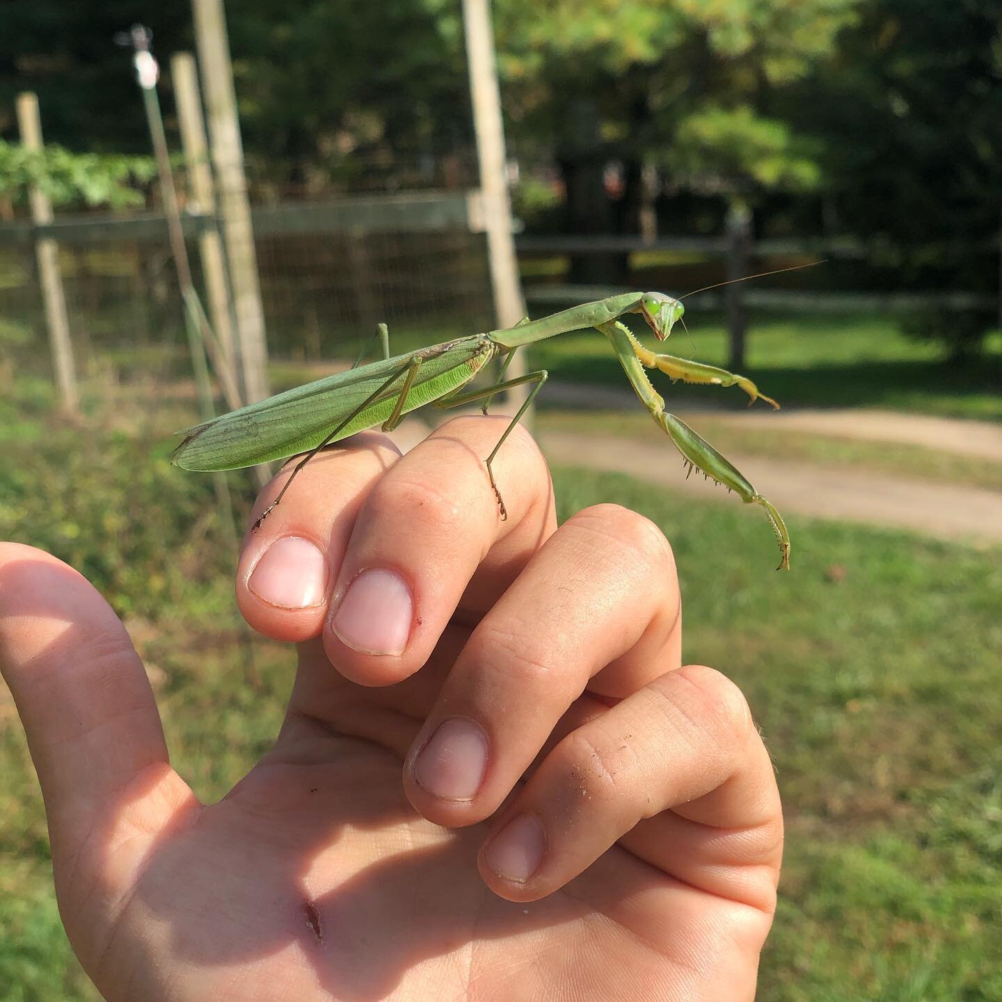 The praying mantis help farmers and gardeners by eating moths, mosquitoes, roaches, flies and aphids, as well as small rodents in their fields and gardens. #natureboy #themoreyouknow #insects #ecosystem #farmlife @springclosefarm