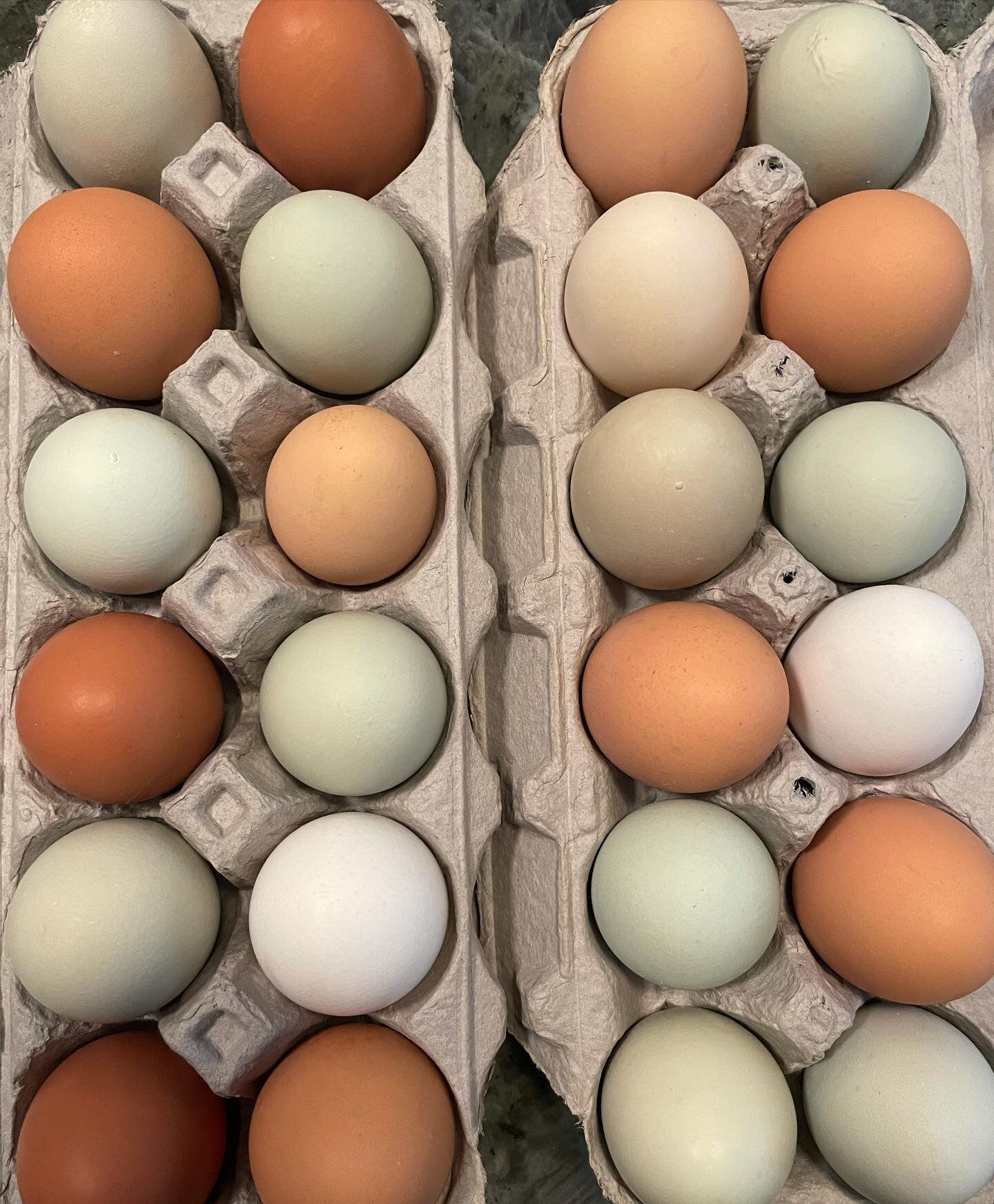 My girls finally started laying again after taking a break over the winter.  Excited to open  the store May 14 in the meantime DM me if you want to buy eggs! #heirloomeggs #farmfresh #shoplocal