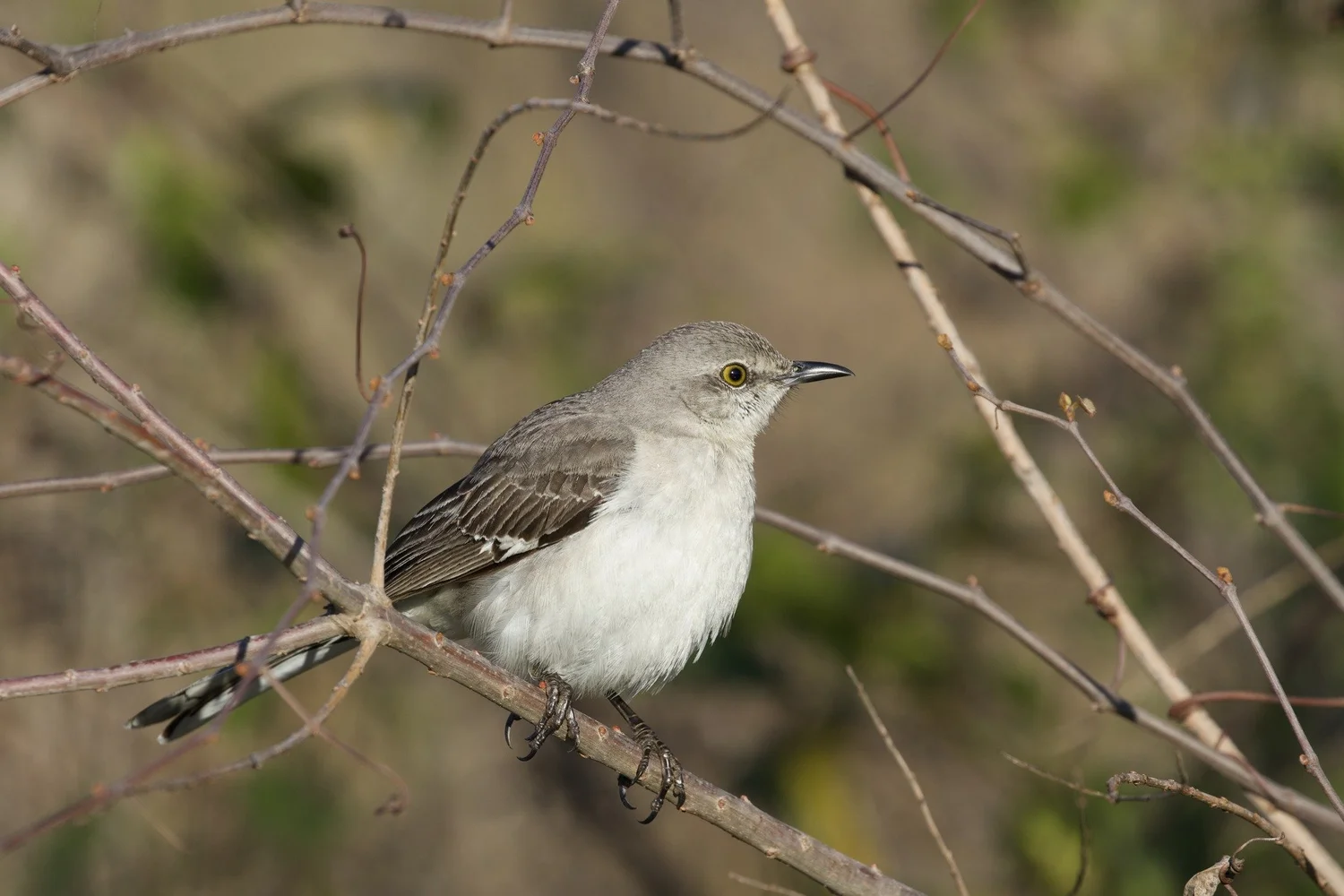 Northern Mockingbird — Wheeler Wildlife Refuge Association