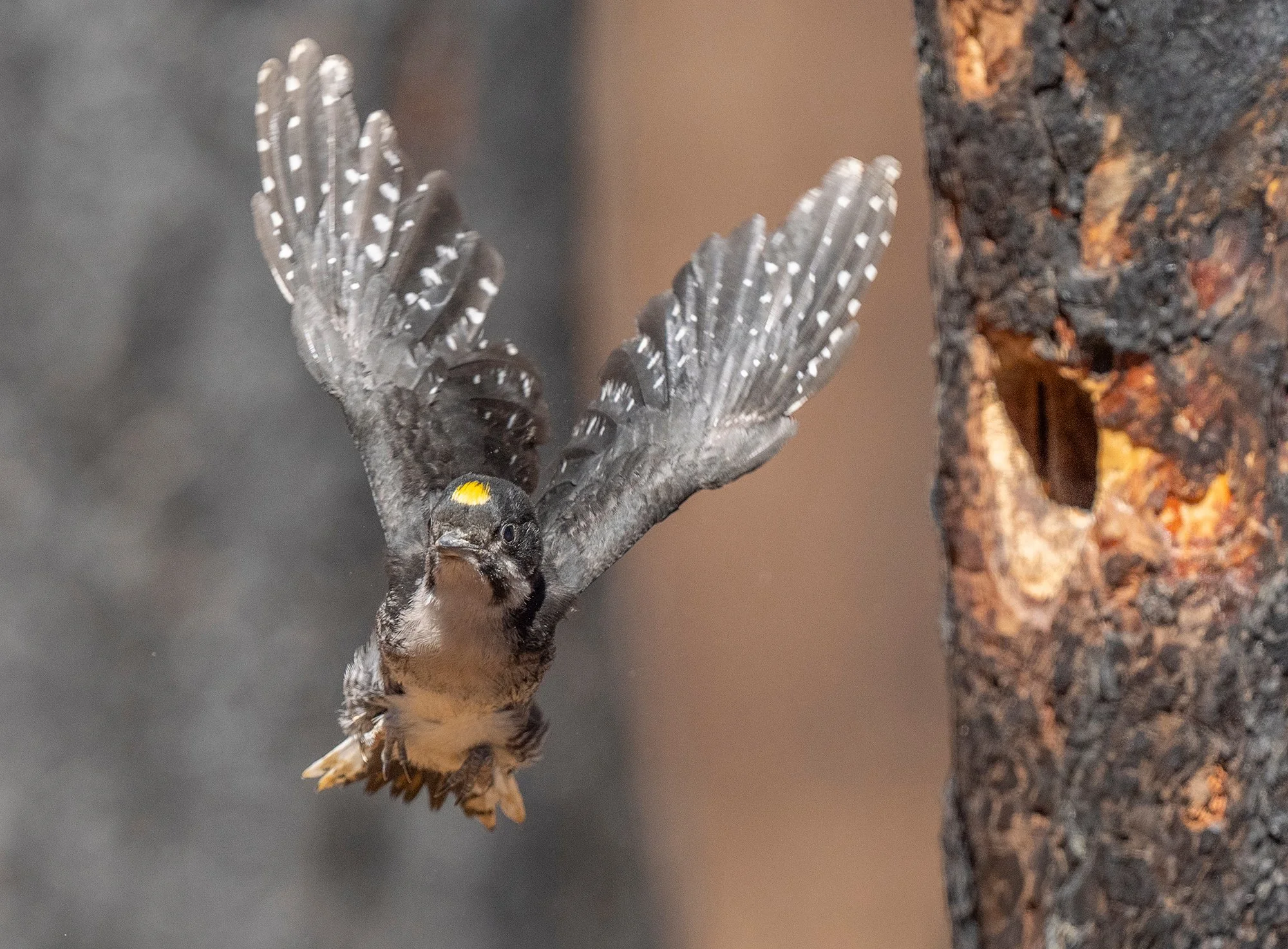 Black-backed Woodpecker Fledging (9543) copy.jpg