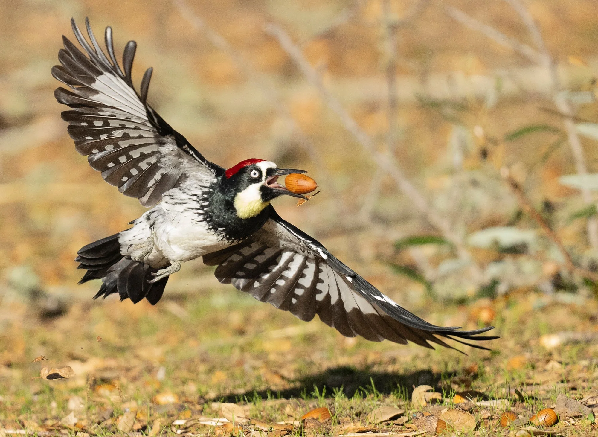 Acorn Woodpecker (1766)_SM.jpg