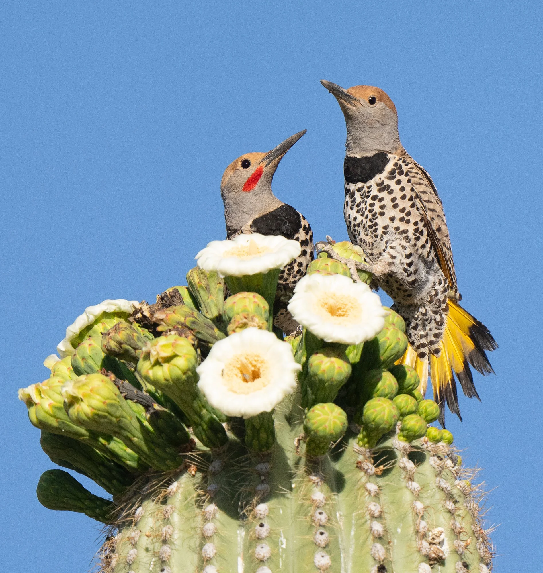 Gilded Flicker (1724)_SM.jpg