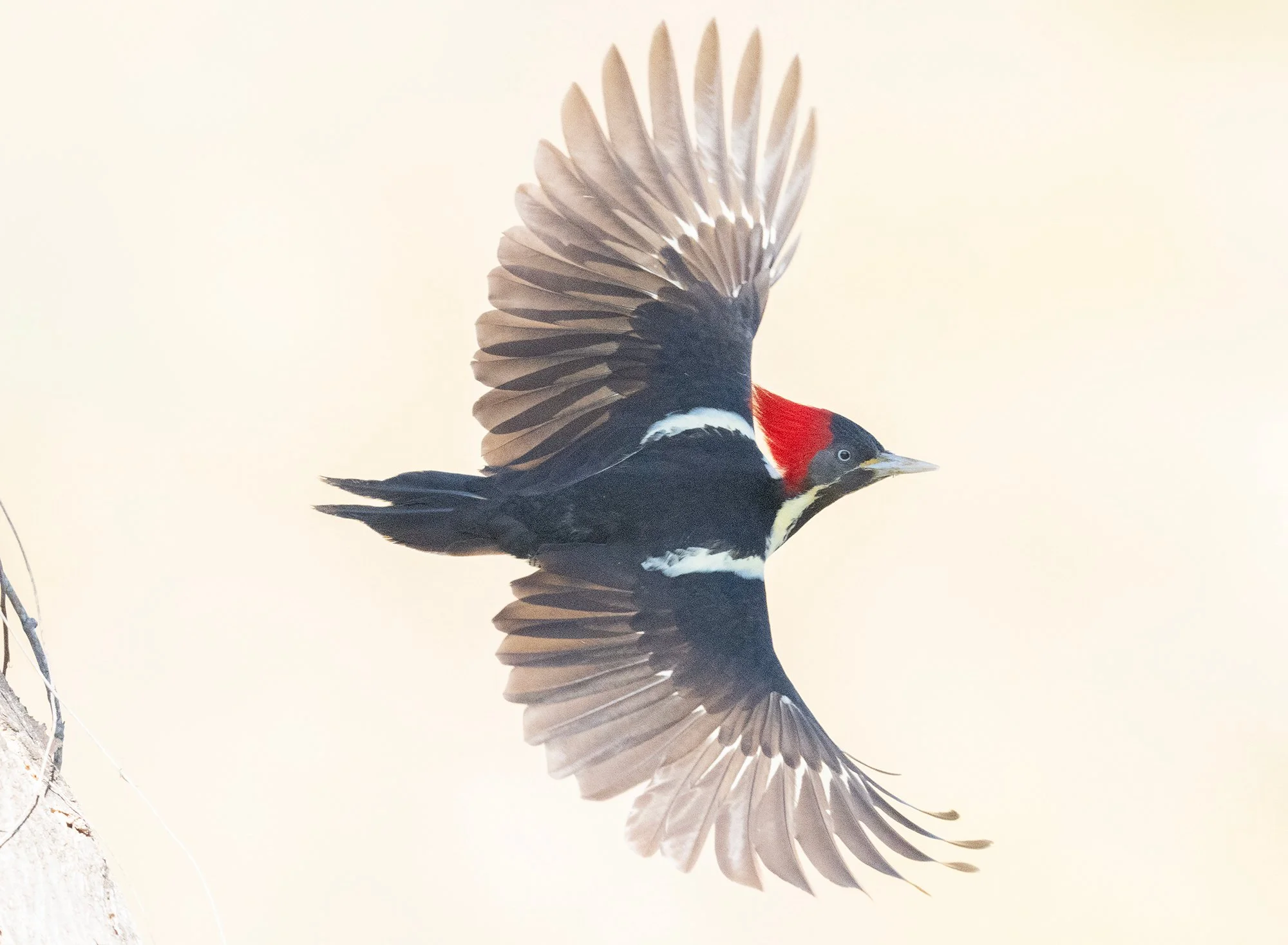 LIWP_DSC7163_fly_SM.jpg