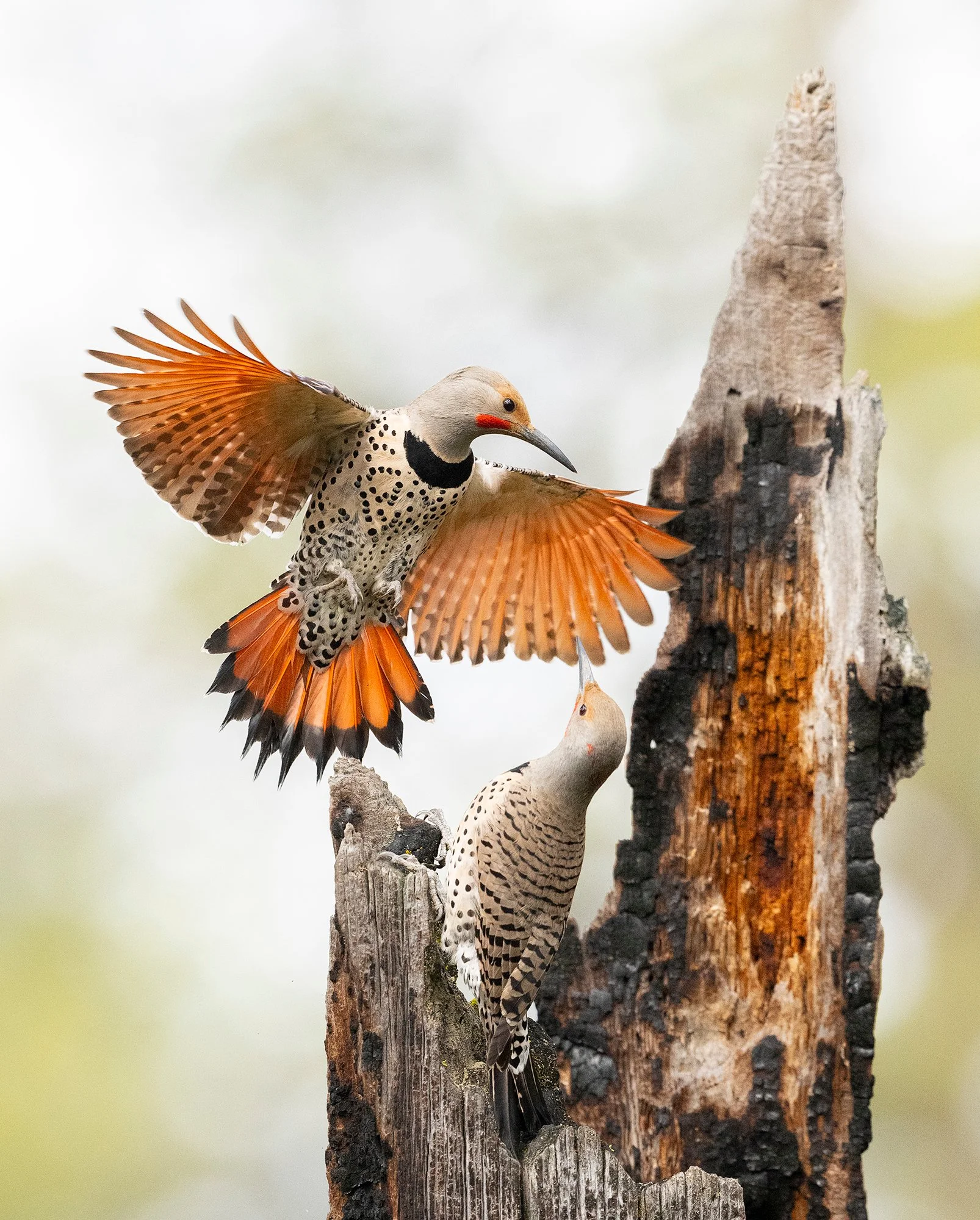 Northern Red-shafted Flicker (5938)_SM.jpg