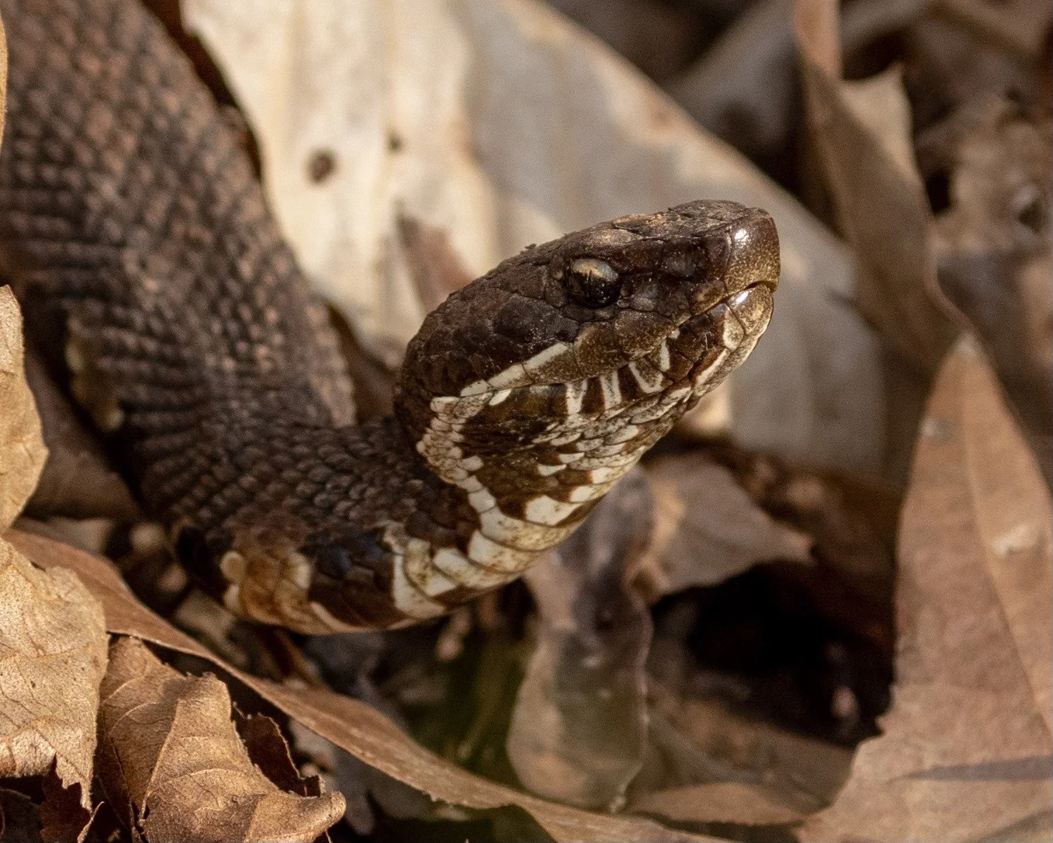 Venomous snakes &amp; other native reptiles