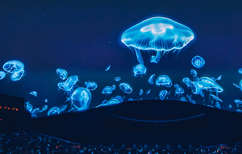 Calendar - Jellyfish 800x508 (1).png