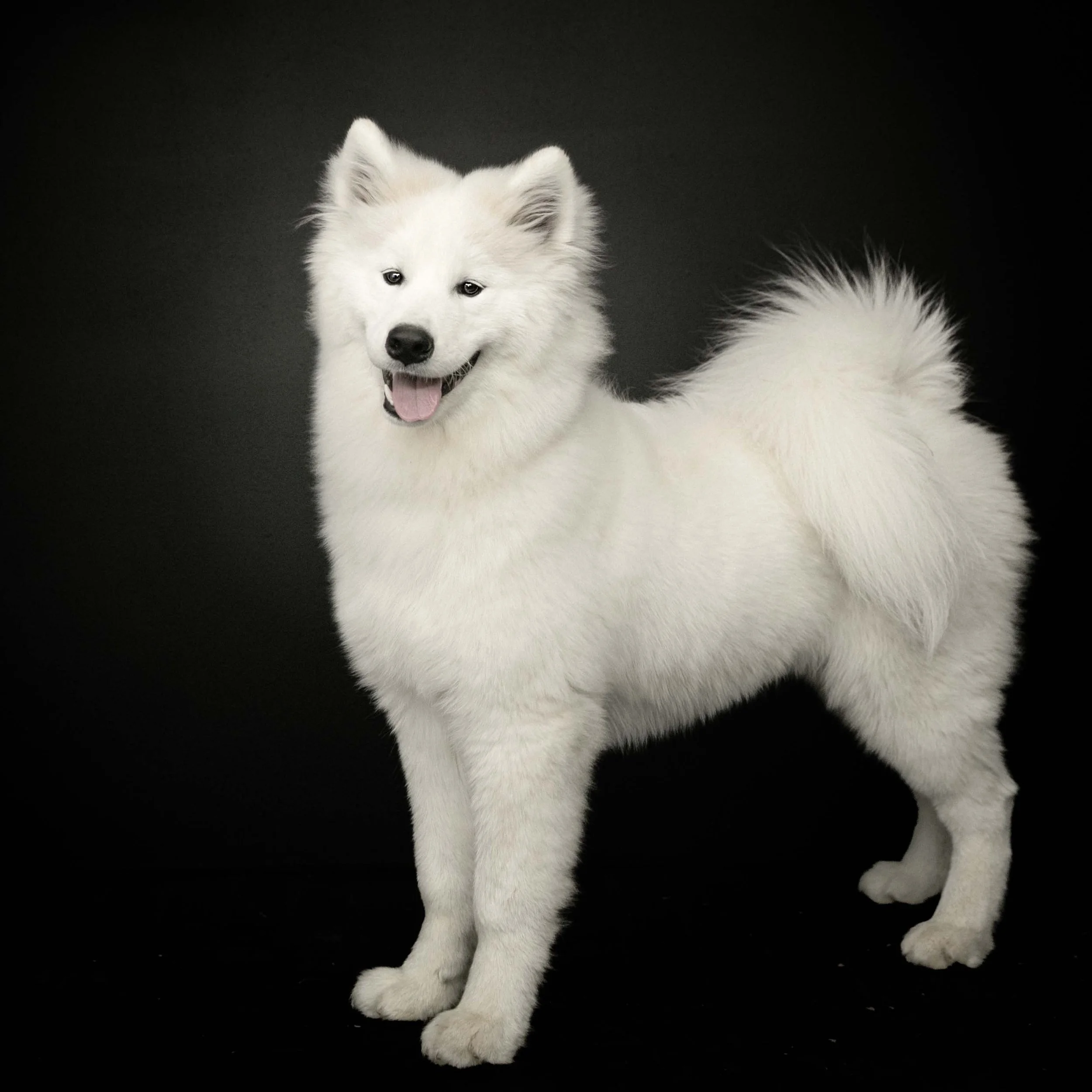 Dog - Portraits - Eatonton - GA.jpg