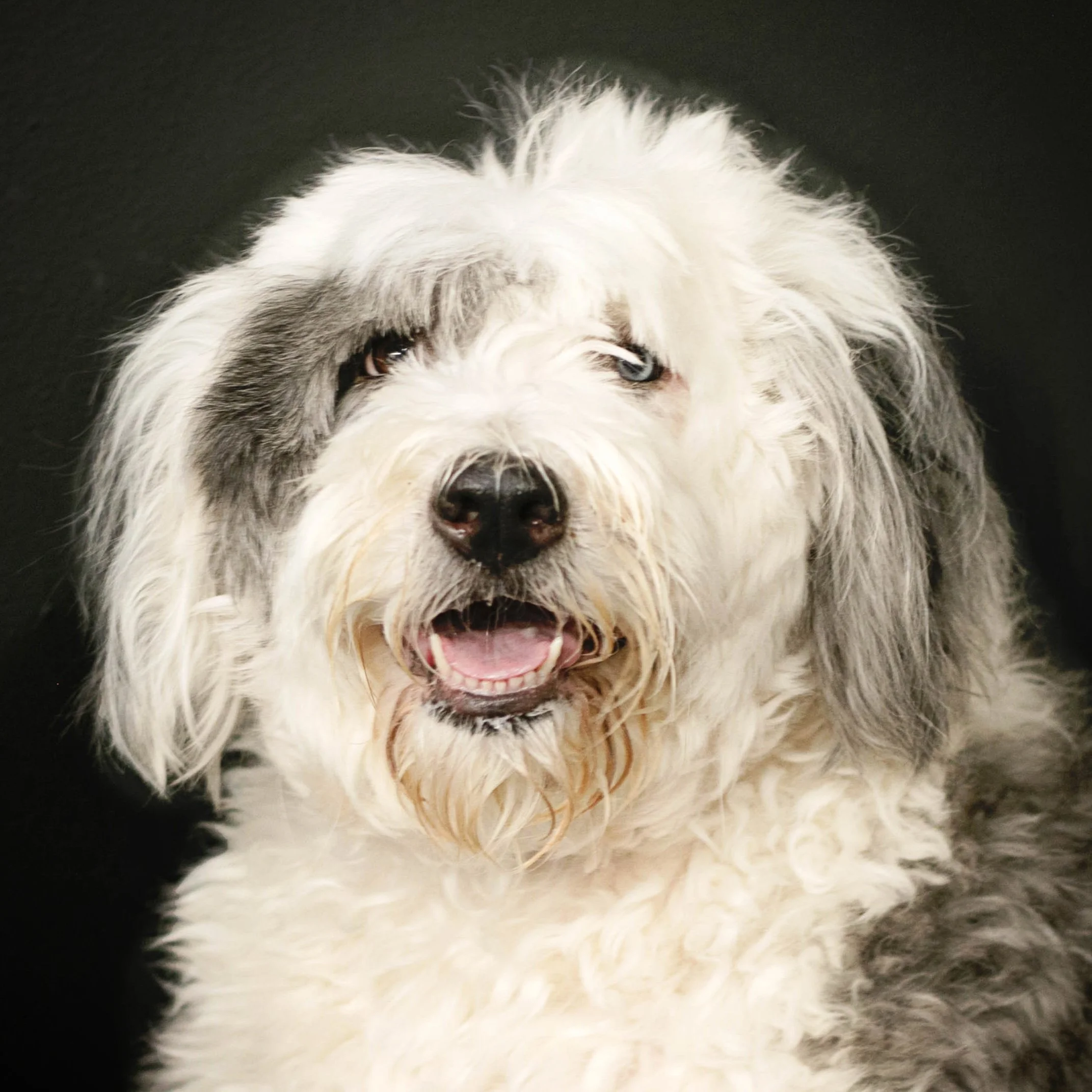 Greensboro - GA - Dog - Portraits.jpg