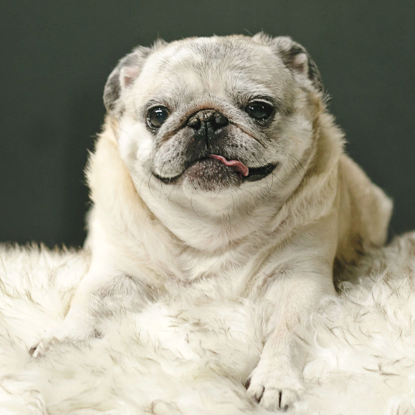 Dog Portraits by Alisa Ham Photography