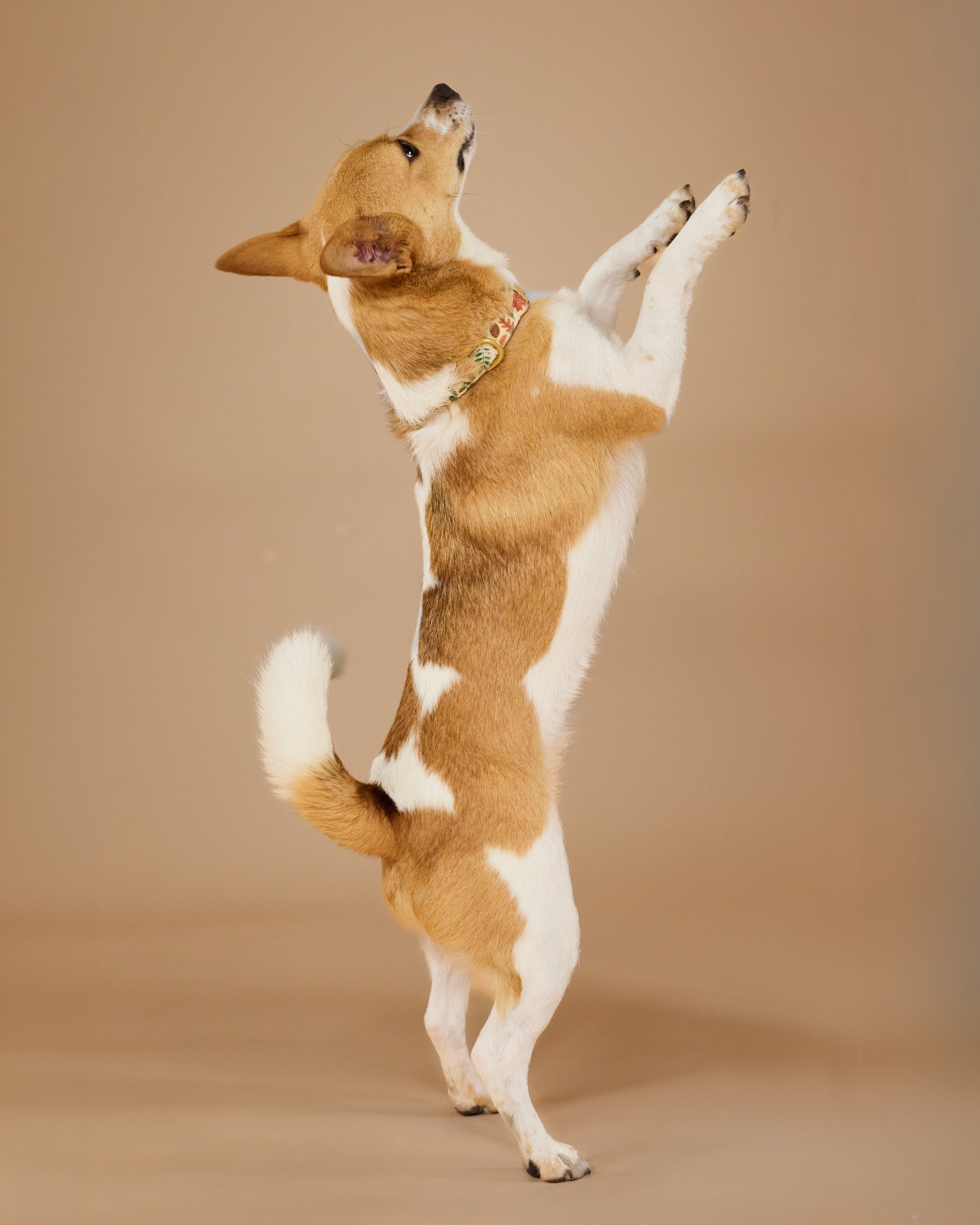 clementine-standing-on-hind-legs-studio.jpg