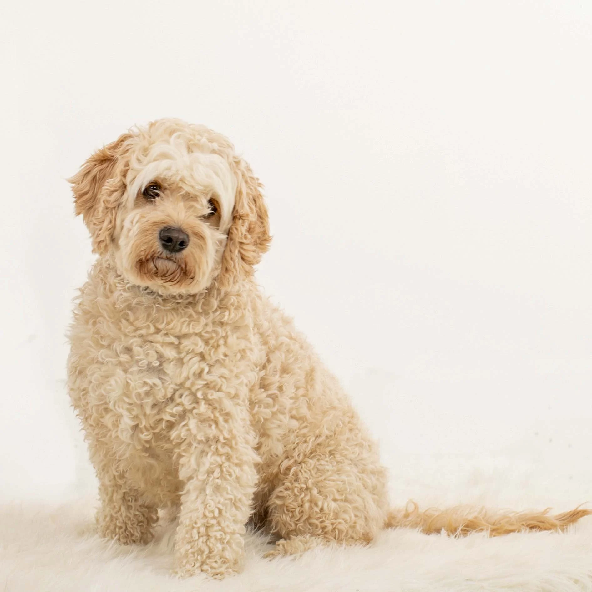 Greensboro - GA Dog - Photography.jpg