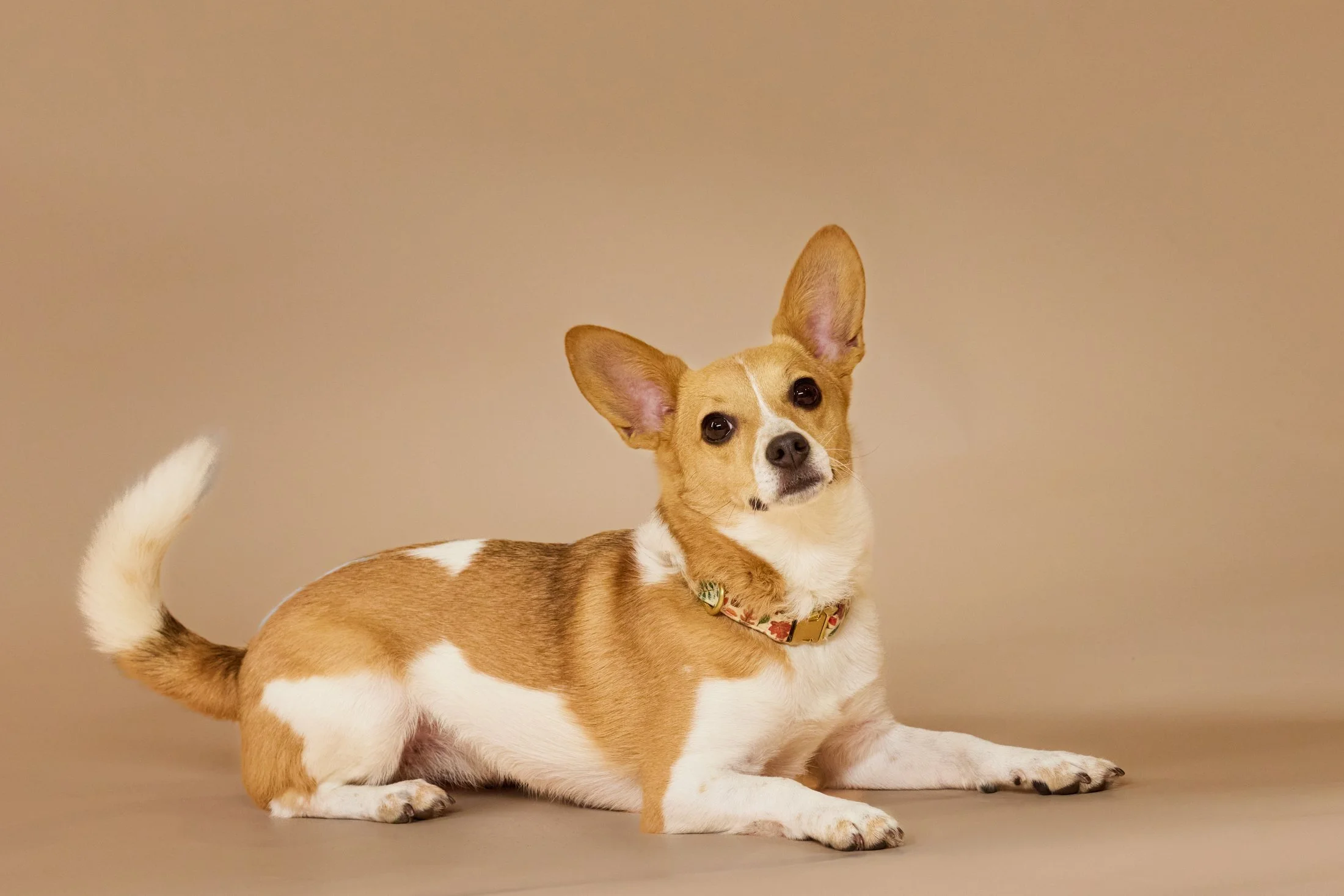 dog - portrait - studio - tan - backdrop - laying - down