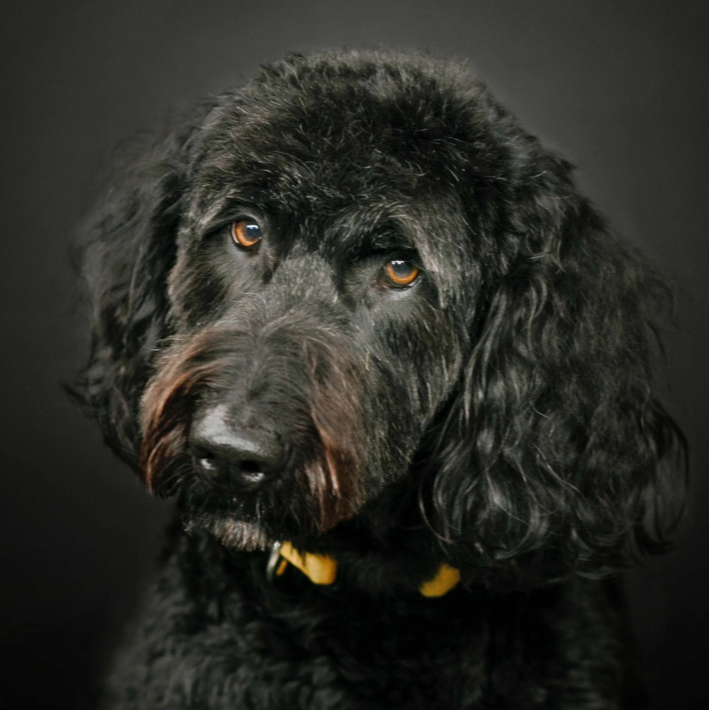 Watkinsville - GA - Dog - Portraits.jpg