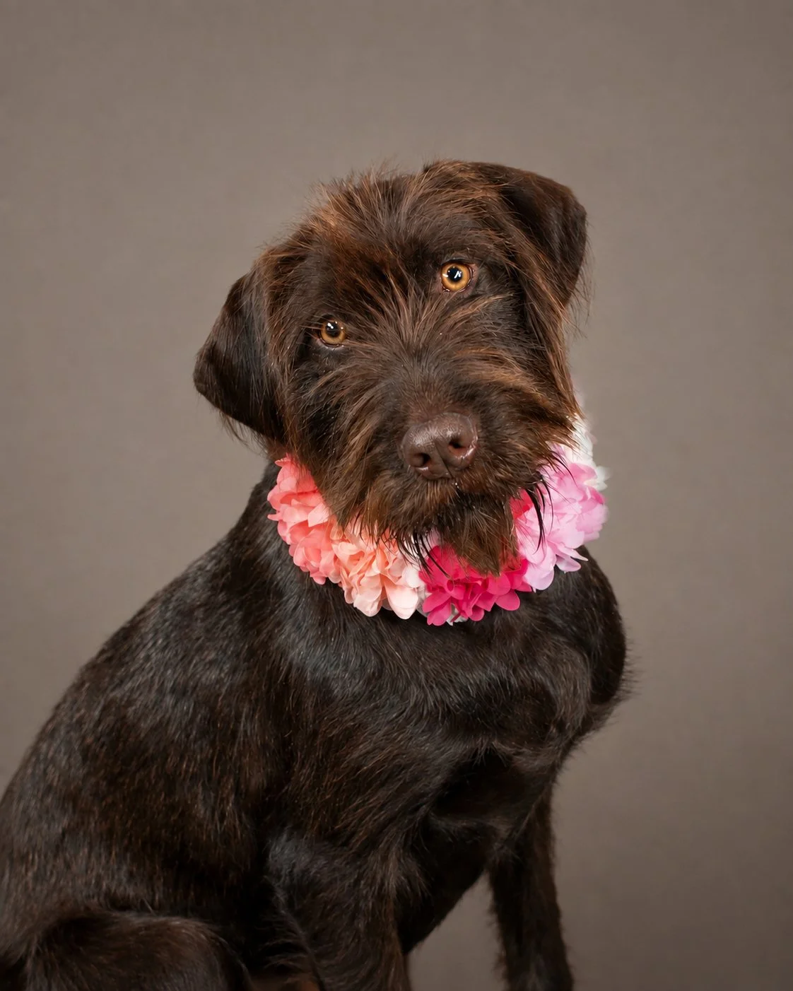 Lake-Oconee-Dog-Portraits.jpg