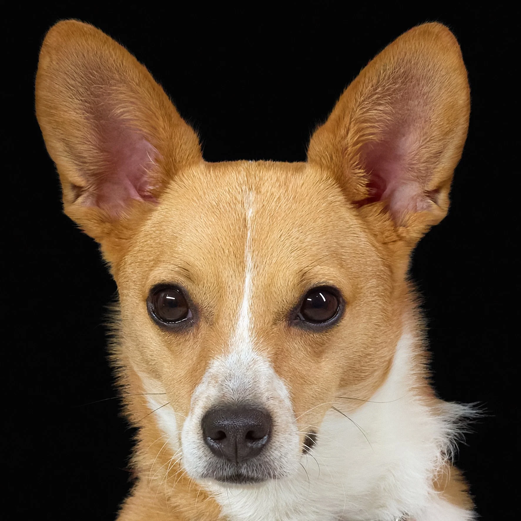 Eatonton - GA - Dog - Portrait.jpg