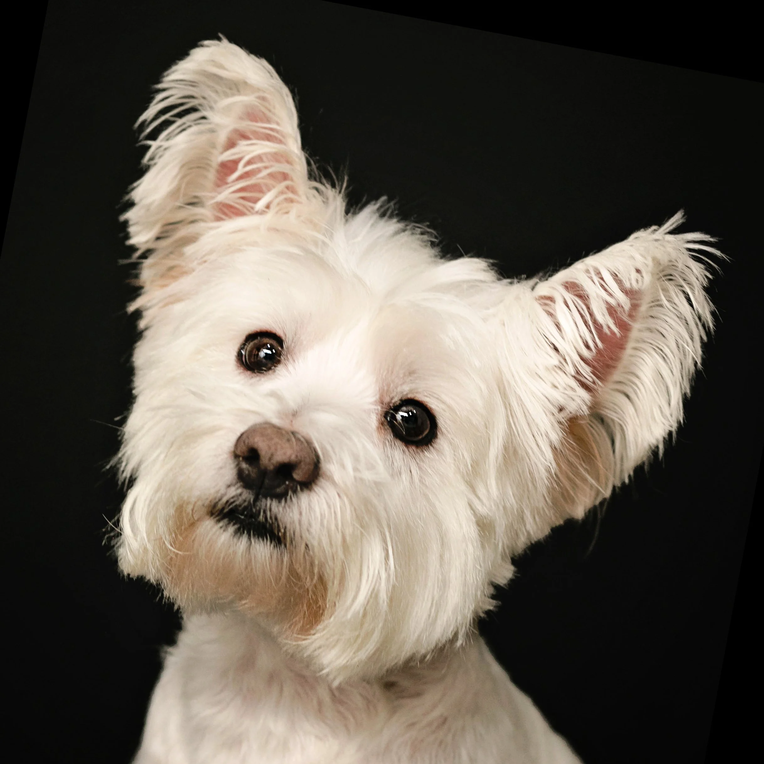 Lake - Oconee - Dog - Portraits -Studio.jpg