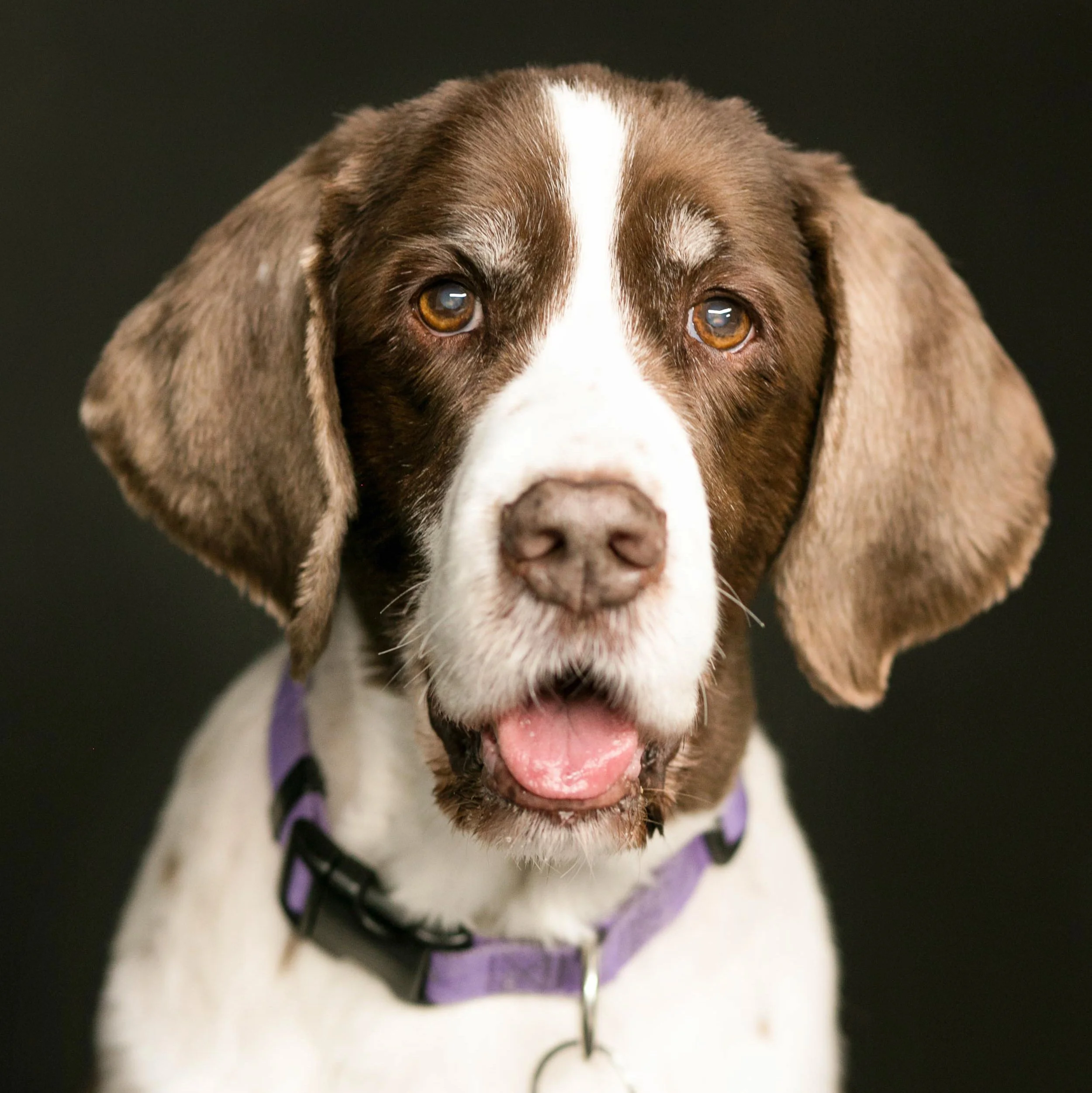 Eatonton - Dog - Photography.jpg