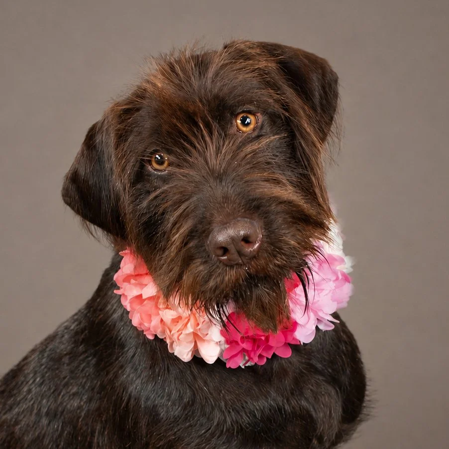 Lake-Oconee-Dog-Portraits copy.jpg
