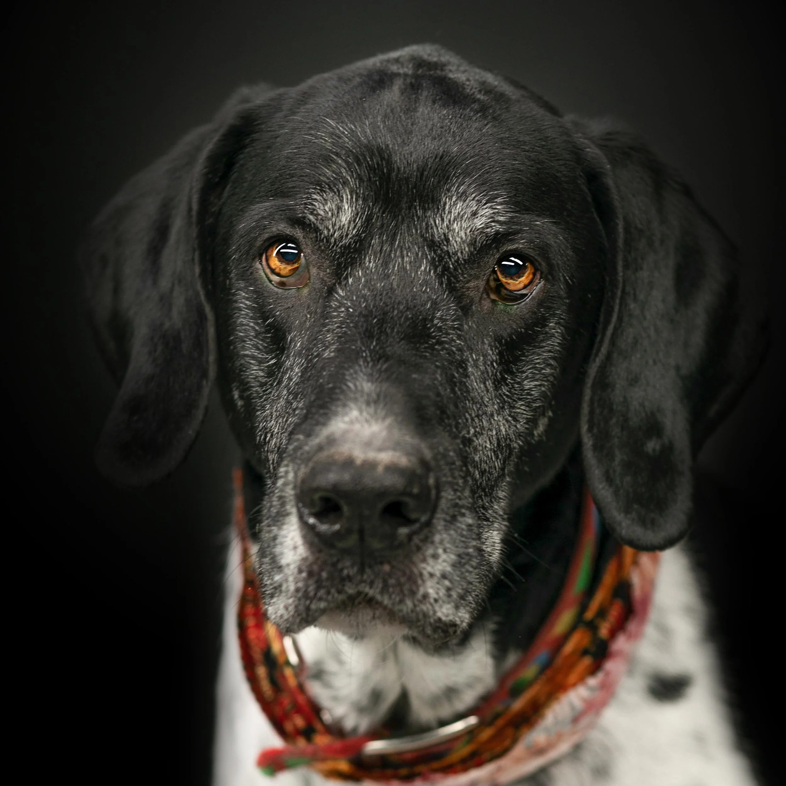 Dog - Portrait - Photographer - Madison - GA.jpg