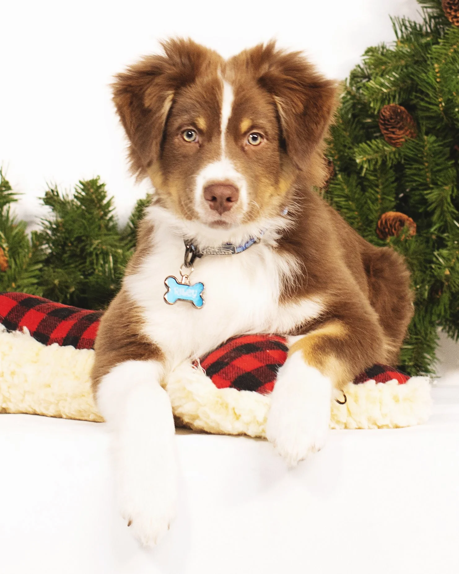 greensboro-dog-portraits-alisa-ham-photography.jpg