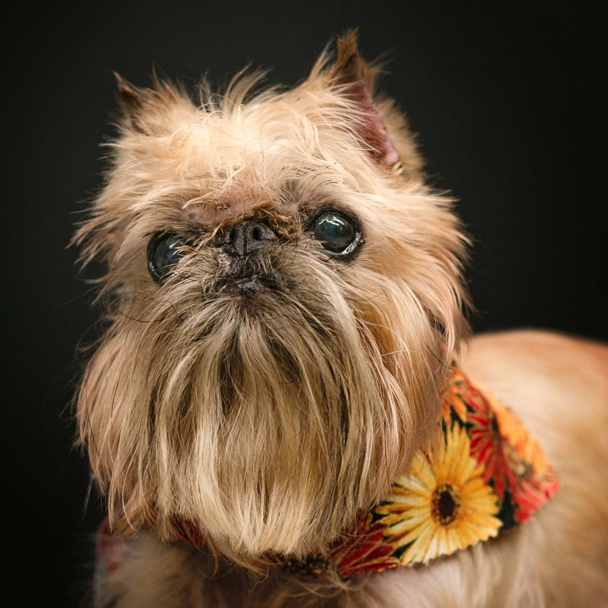Greensboro - GA - Dog - Photos.jpg