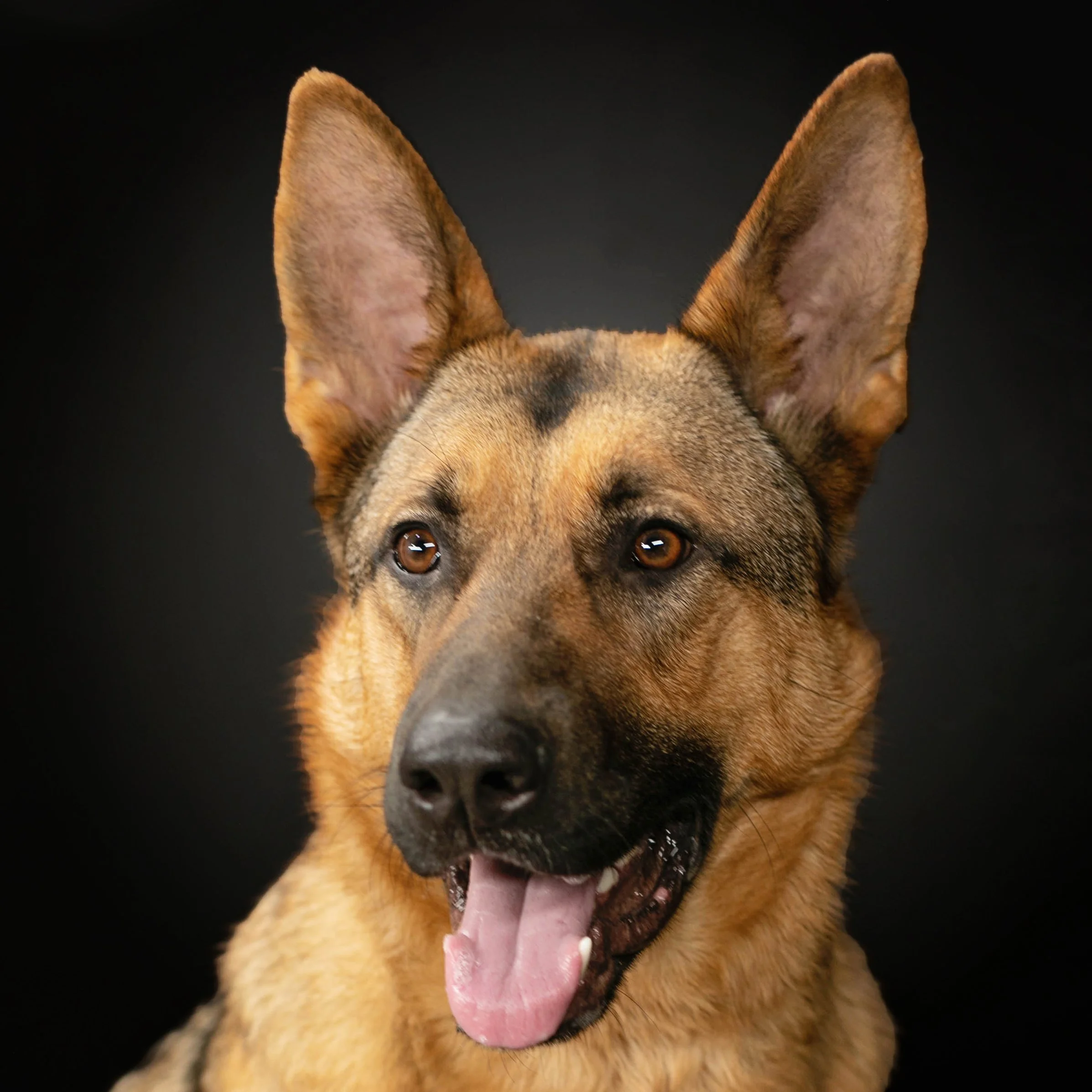 Dog - Portraits - Watkinsville - GA.jpg