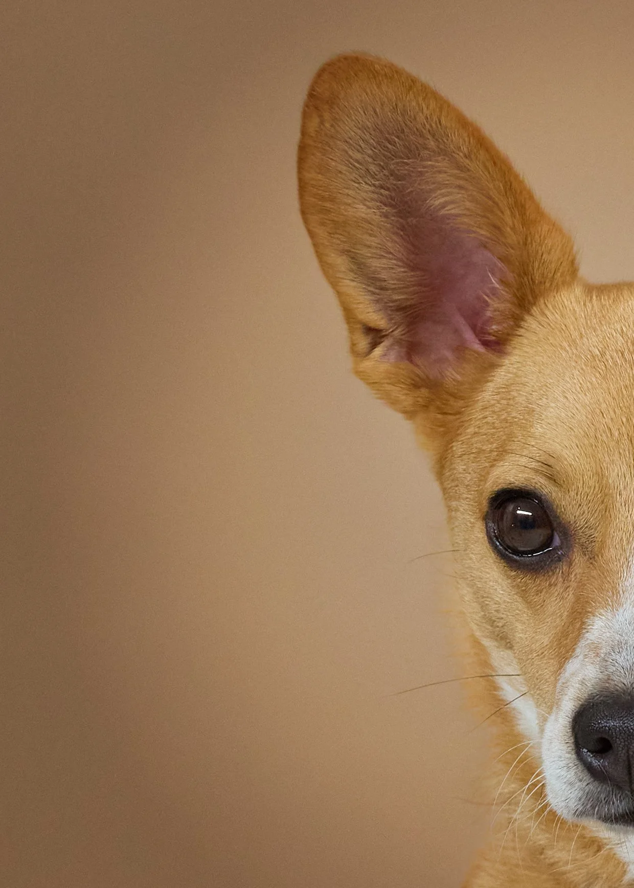 Studio Dog Portrait Crop half face