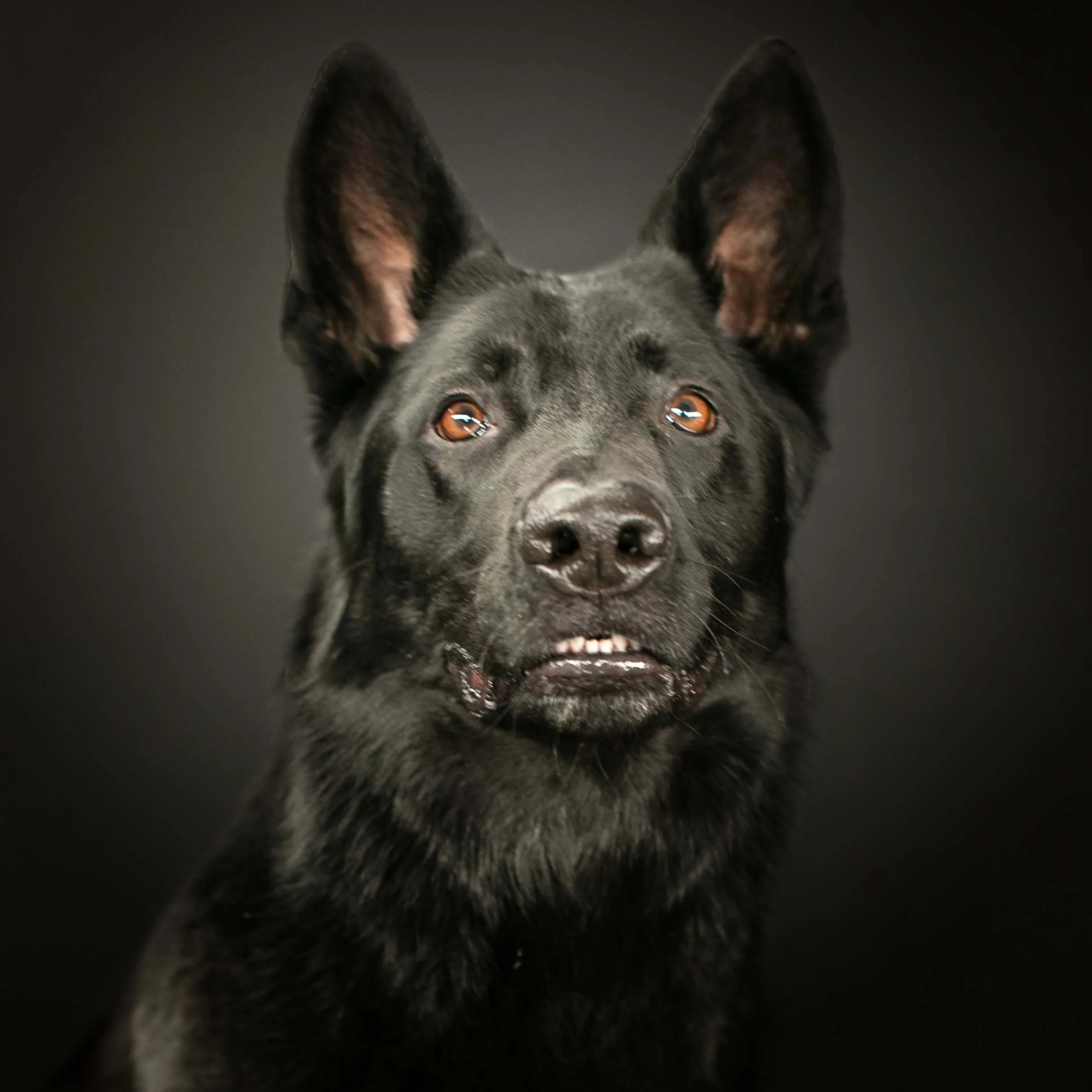 Greensboro - GA - Dog - Photographer.jpg