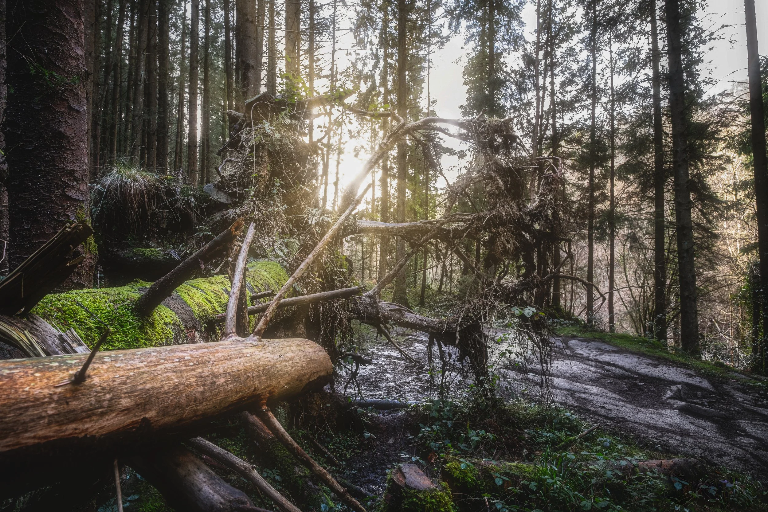 Landscape (1 of 1)-3.jpg