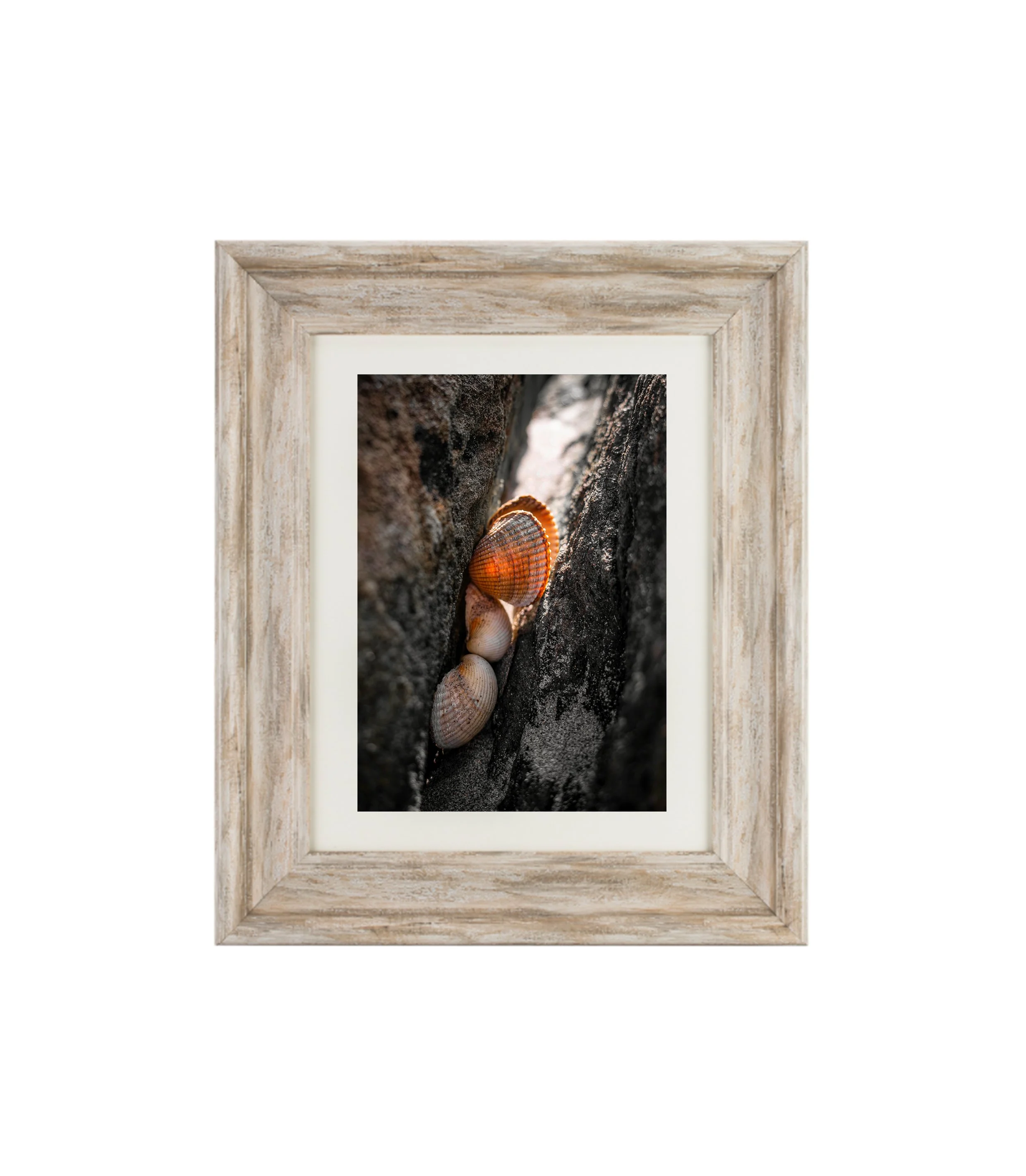 Sea Shells Mockup.jpg