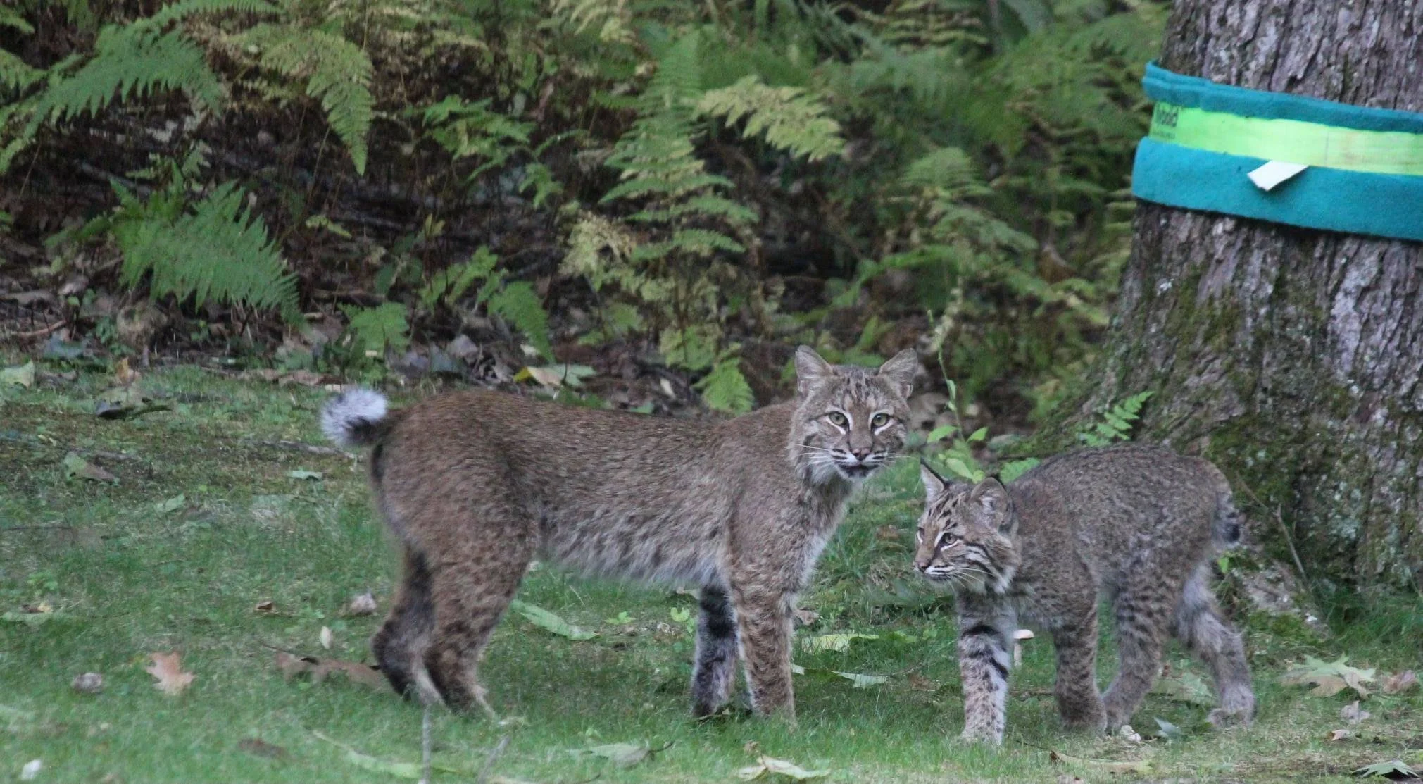 Bobcat Family.jpg