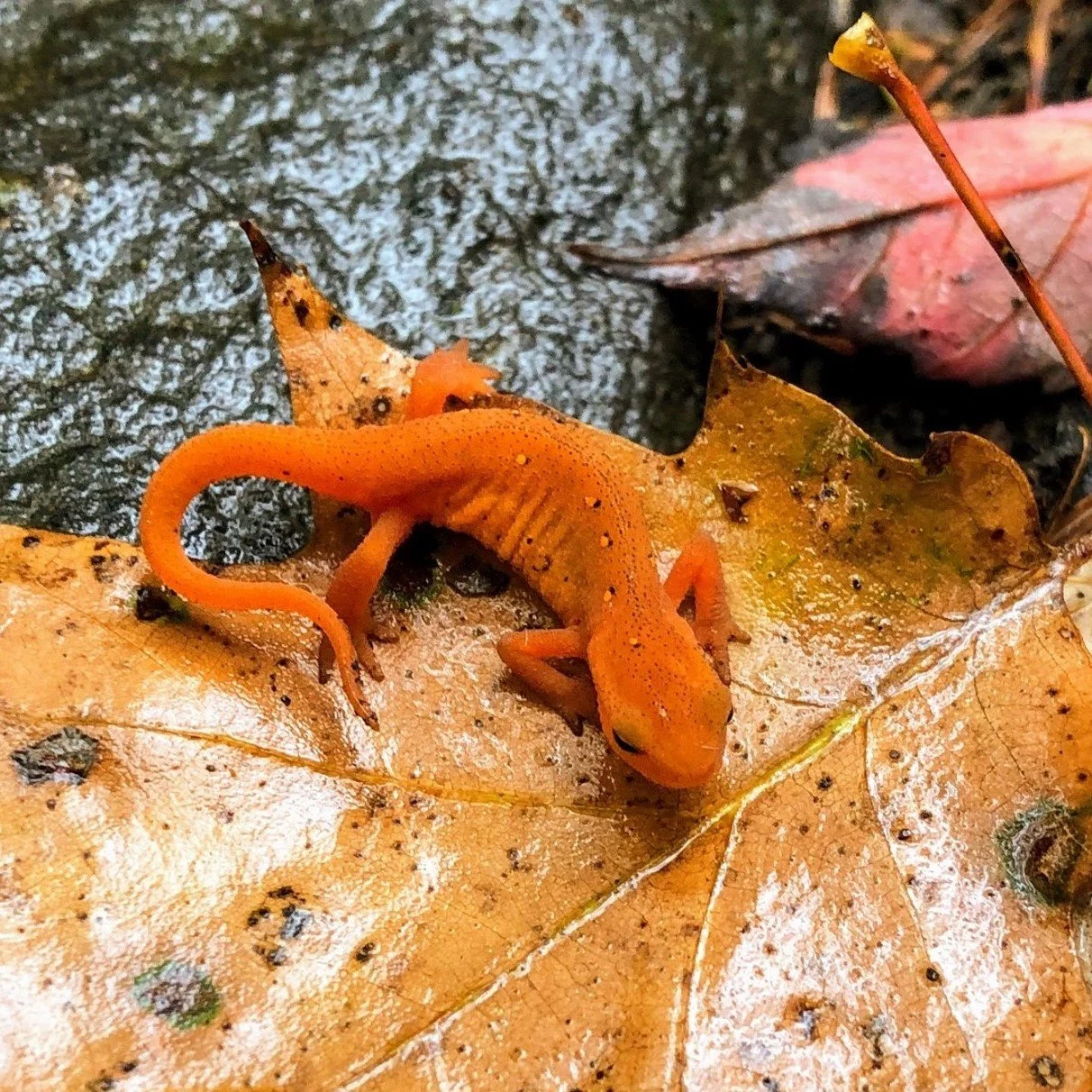 Easter Salamander.jpg