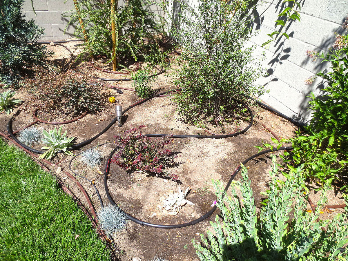 Exposed dripline before being covered in mulch.