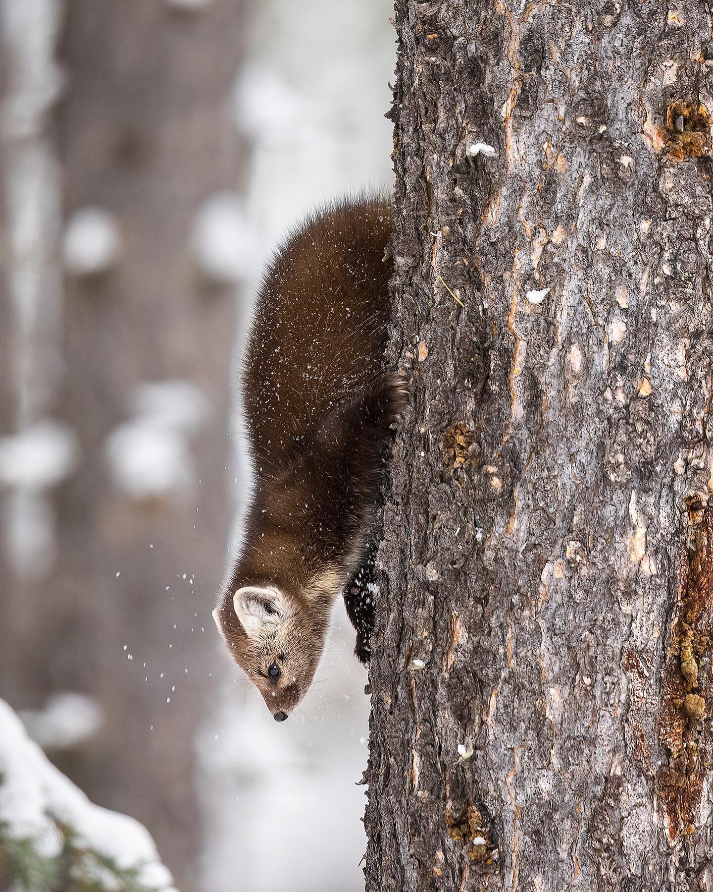 A pine marten quickly and easily descends a tree trunk with the help of his sharp claws.

#discoverwildlife #pinemarten #wildlifephotography #earthcapture #yourshotphotographer #outdoors #wild #planetearth #canadianrockies #explorealberta #canonr5 #L